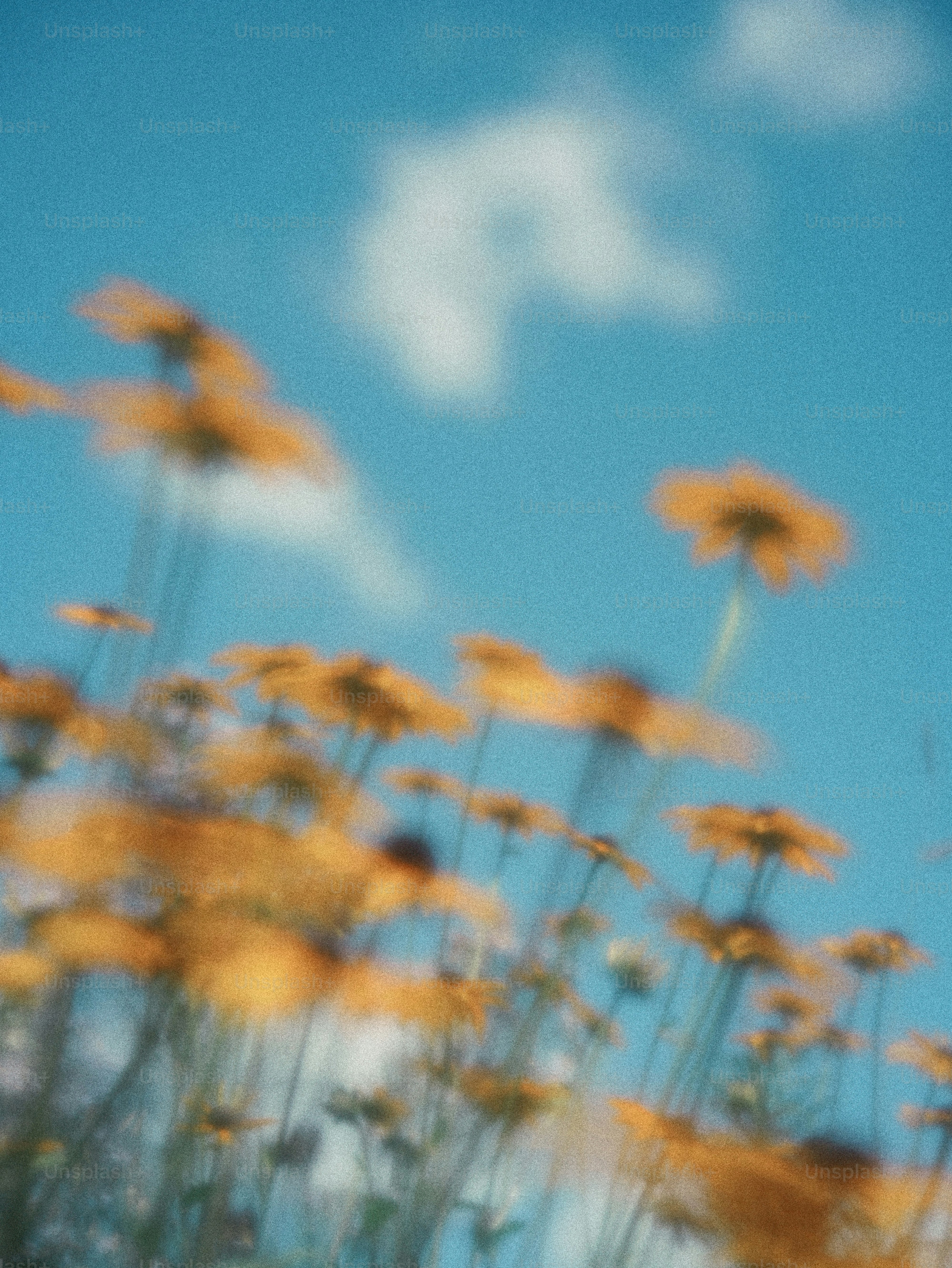A group of yellow flowers against a bright blue sky with soft clouds