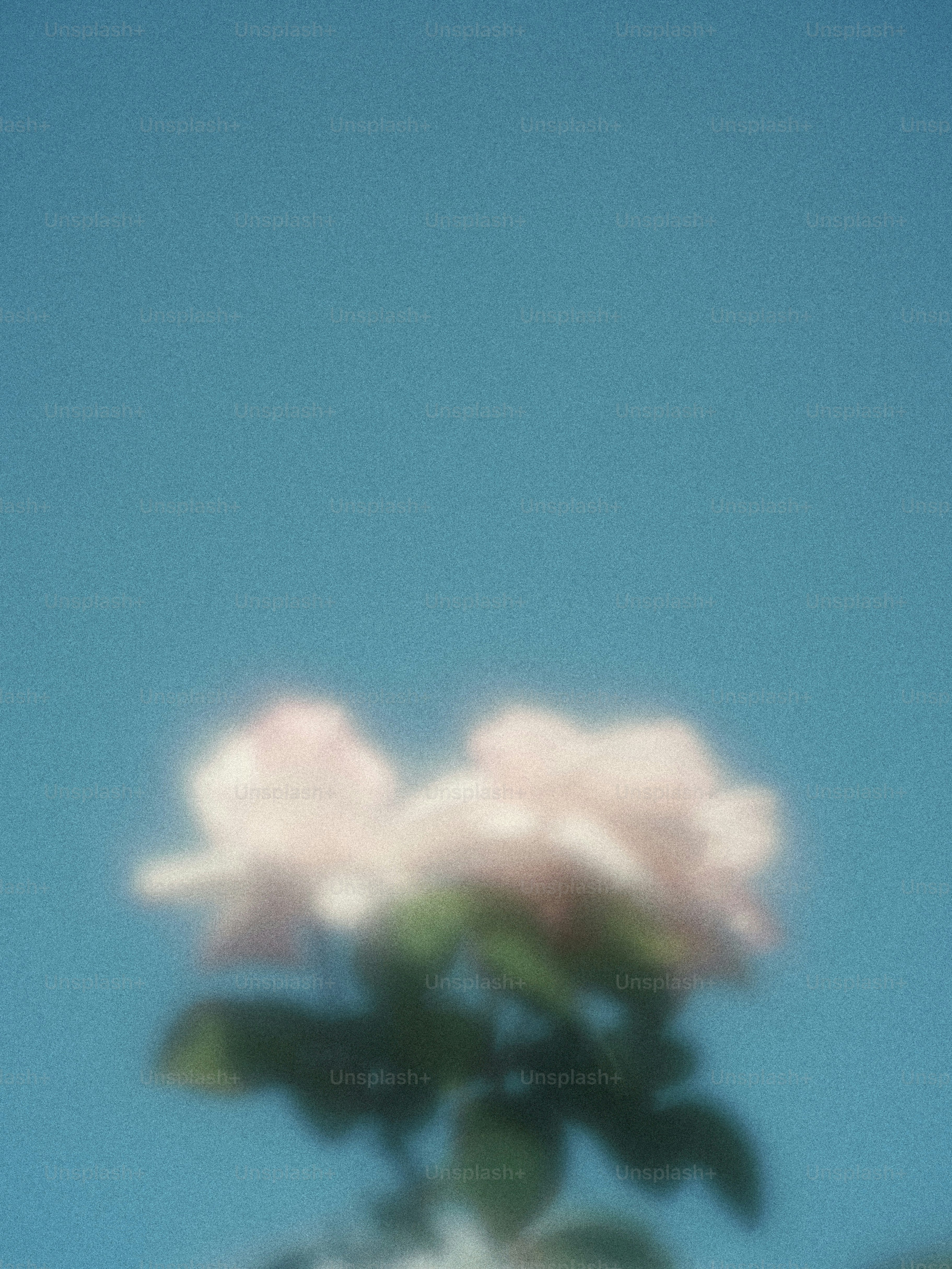 Blurred pale pink flowers against a solid blue sky