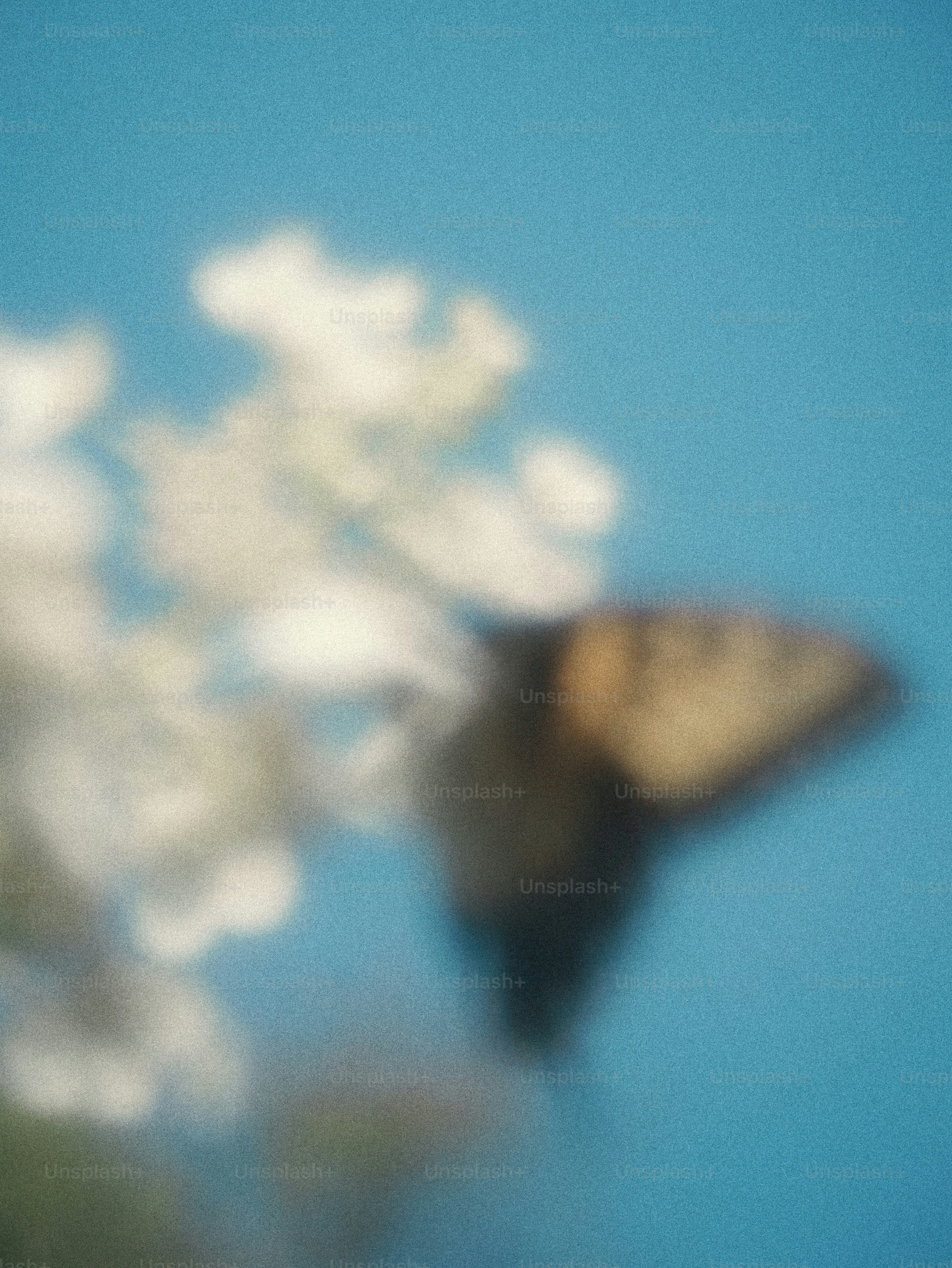 A blurred butterfly near white flowers against a bright blue sky