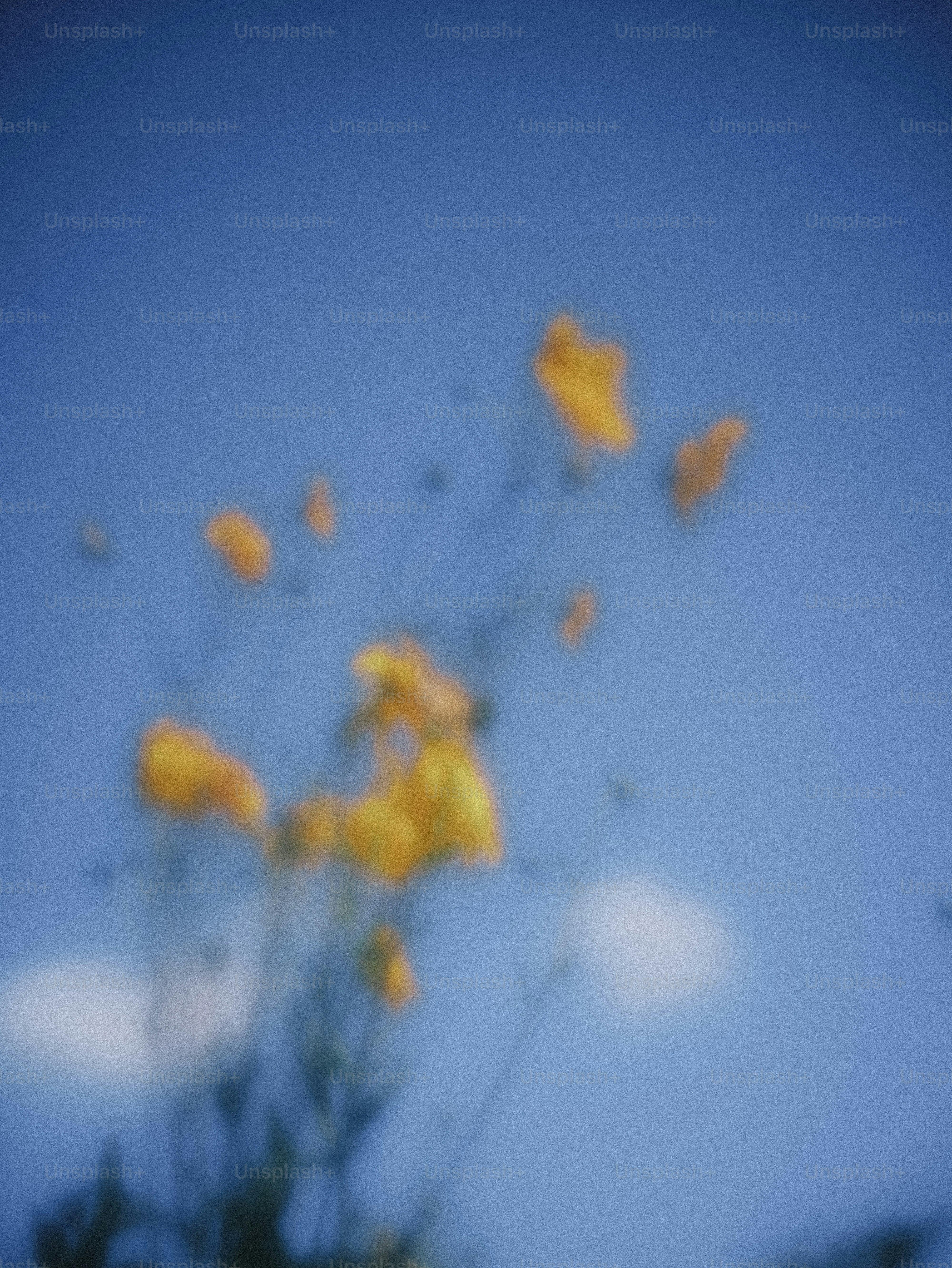 Blurred yellow wildflowers reaching upward against a clear blue sky