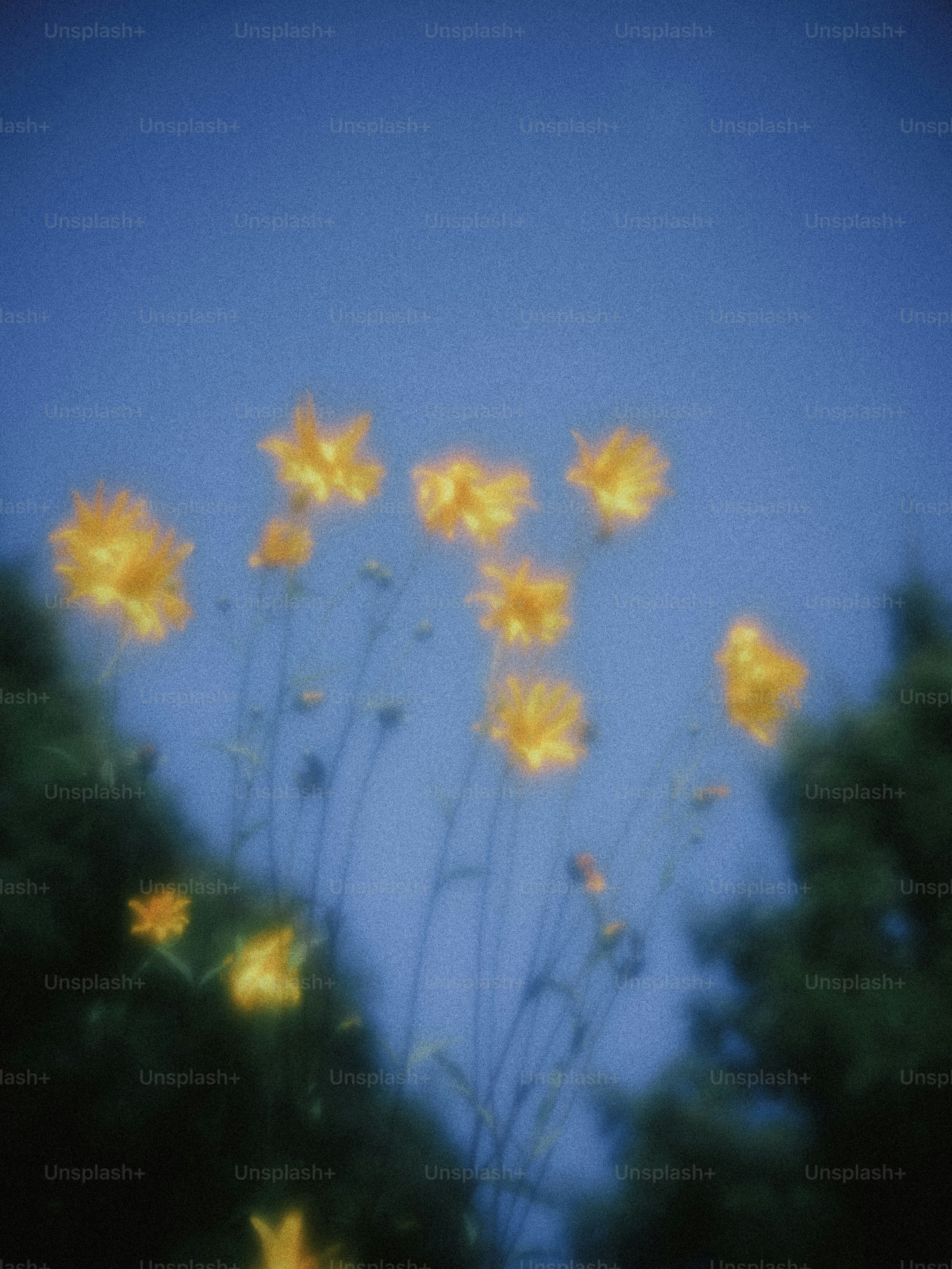 Golden yellow wildflowers against a deep blue sky with soft focus and grain