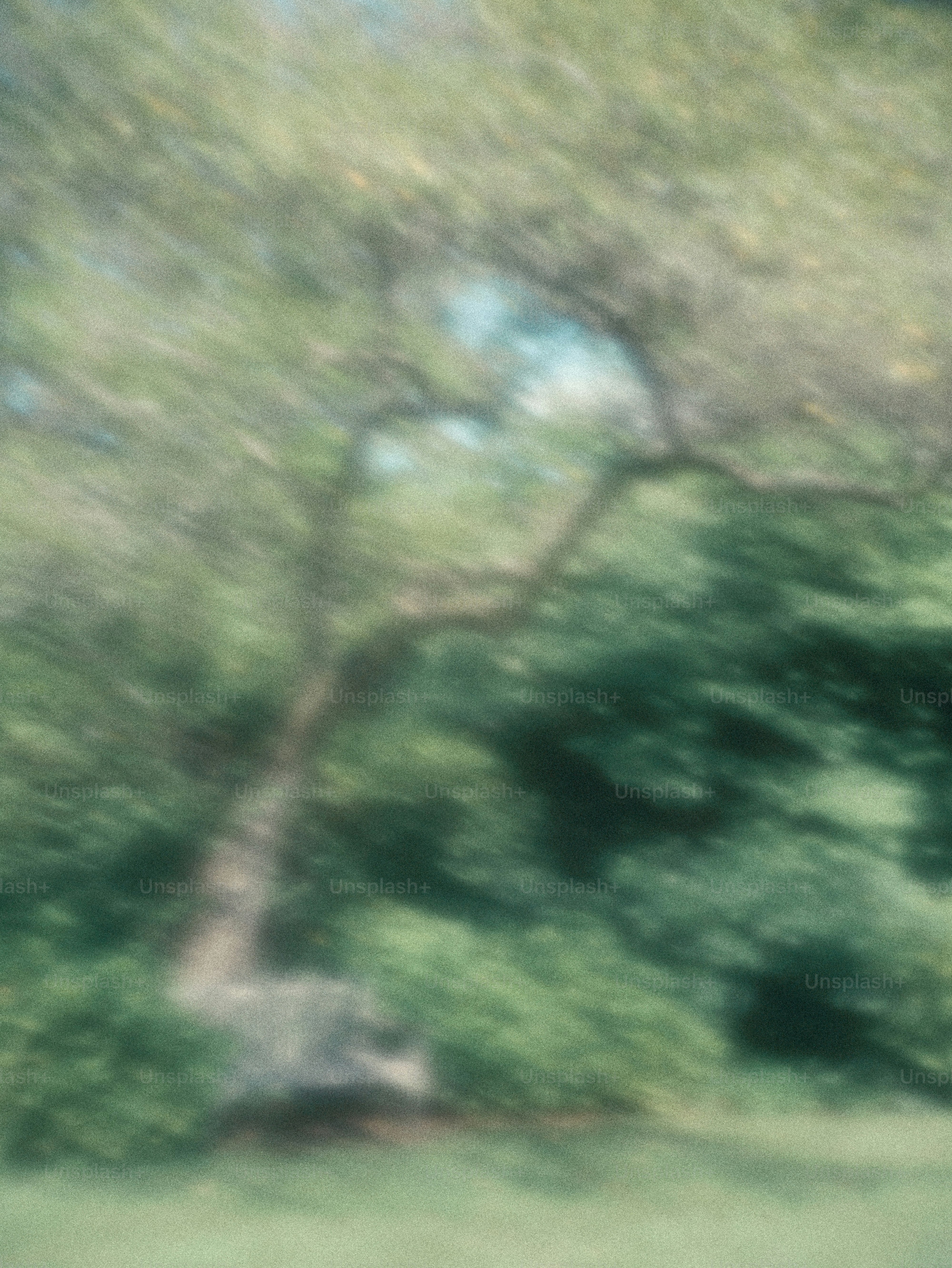A blurred tree with green foliage against a soft light background