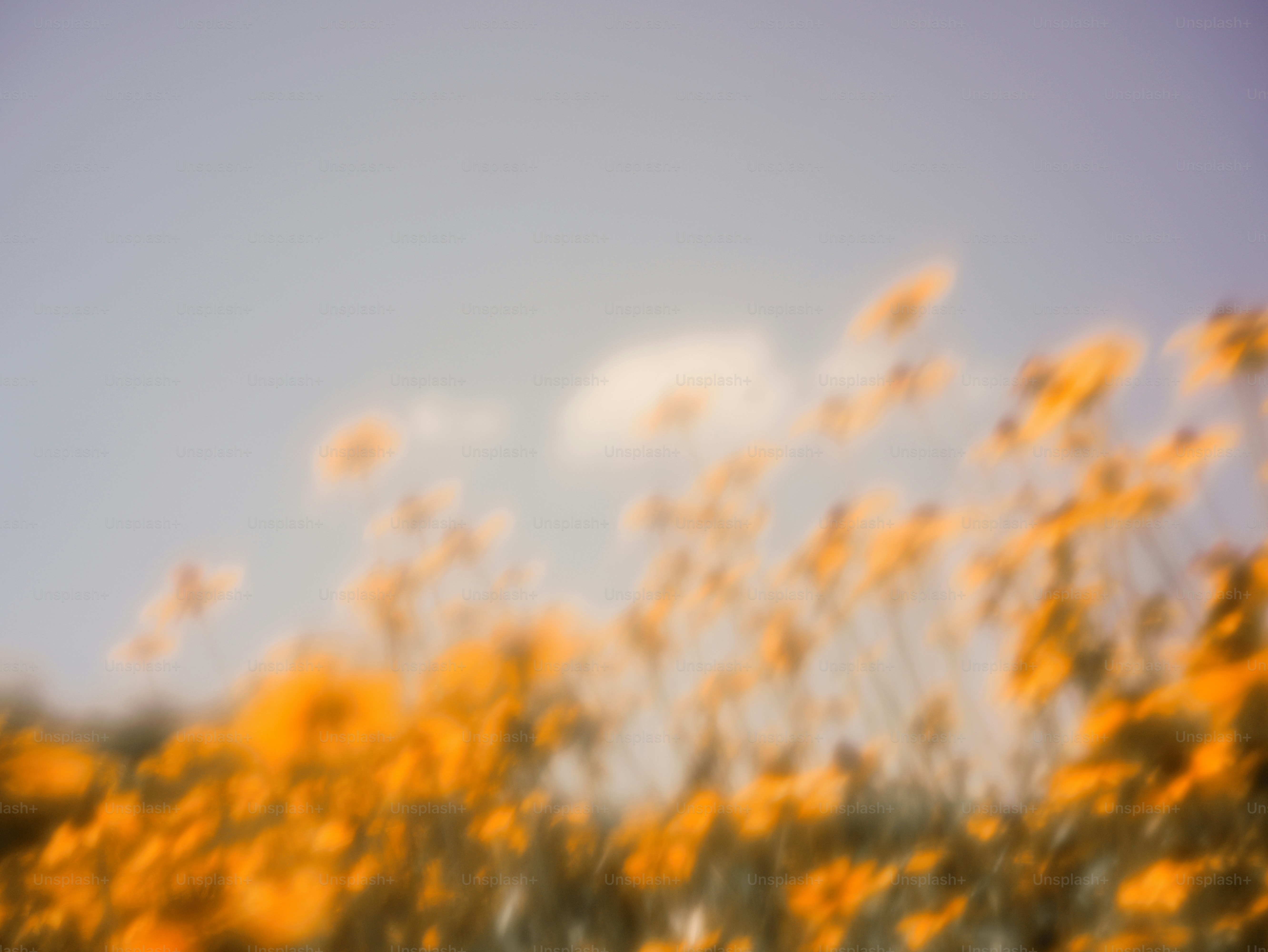 Golden wildflowers in a field against a soft blue sky with bokeh