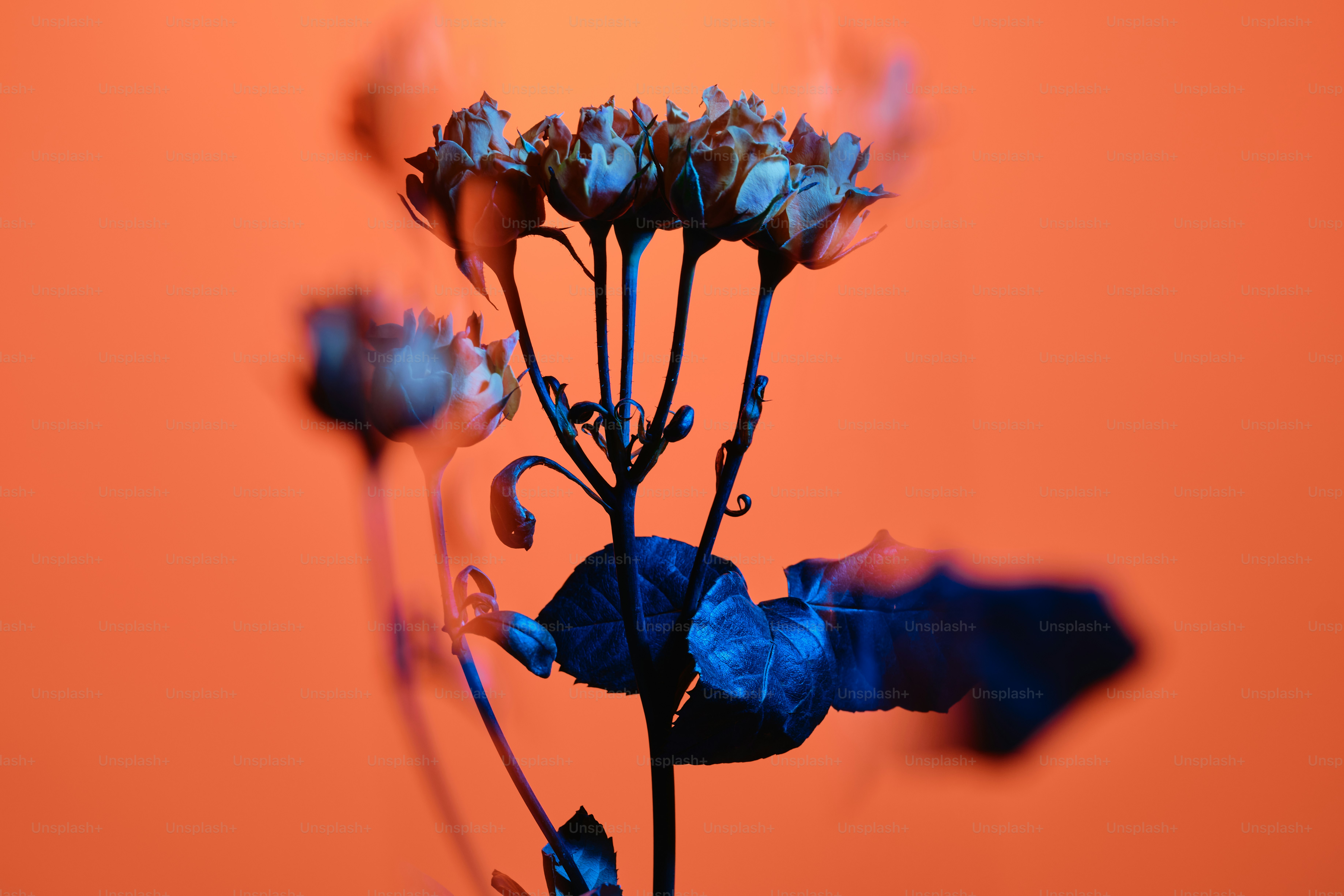 A double exposure of roses in blue light against a solid orange background