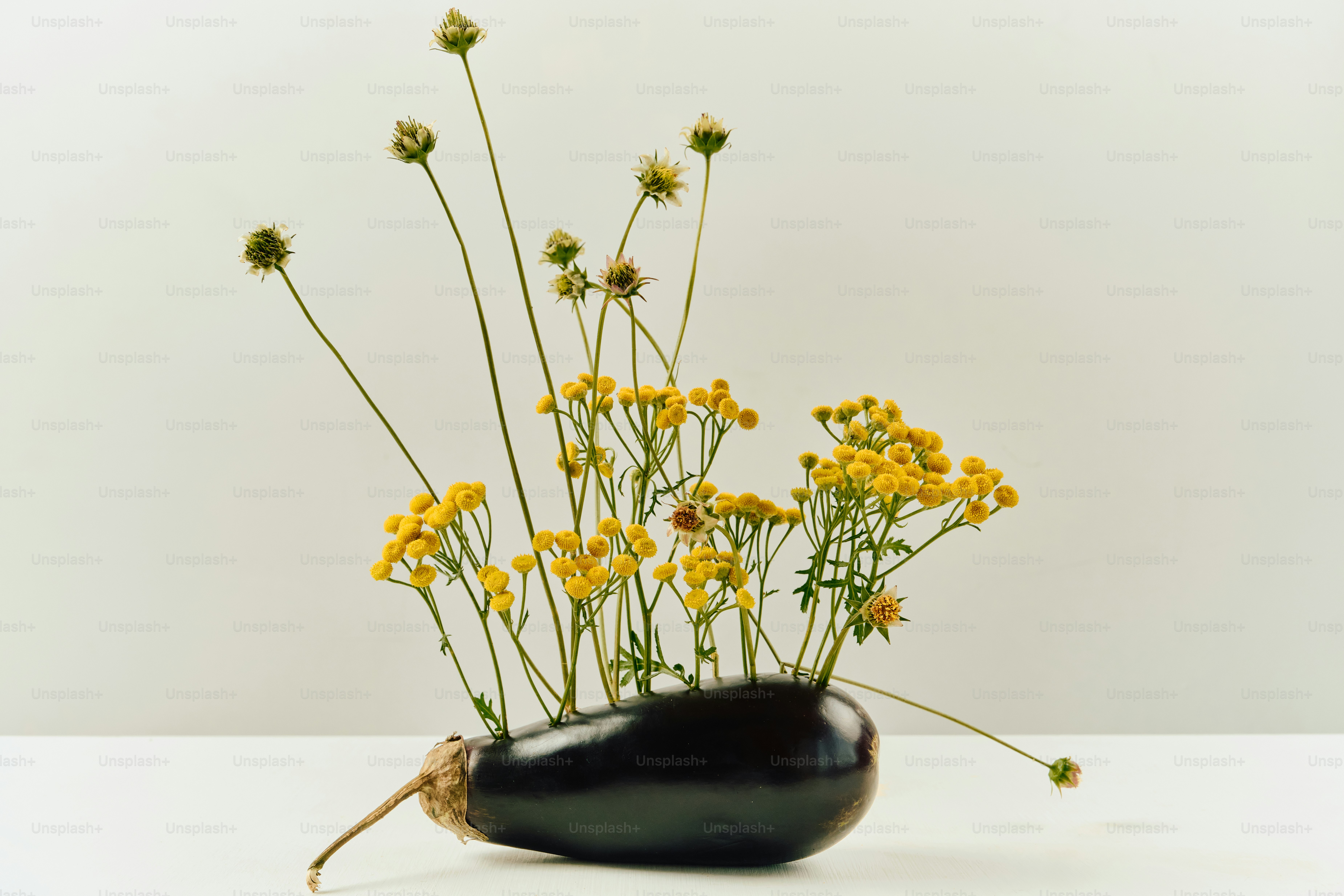 Yellow tansy flowers and tall thin stems arranged in a dark purple eggplant