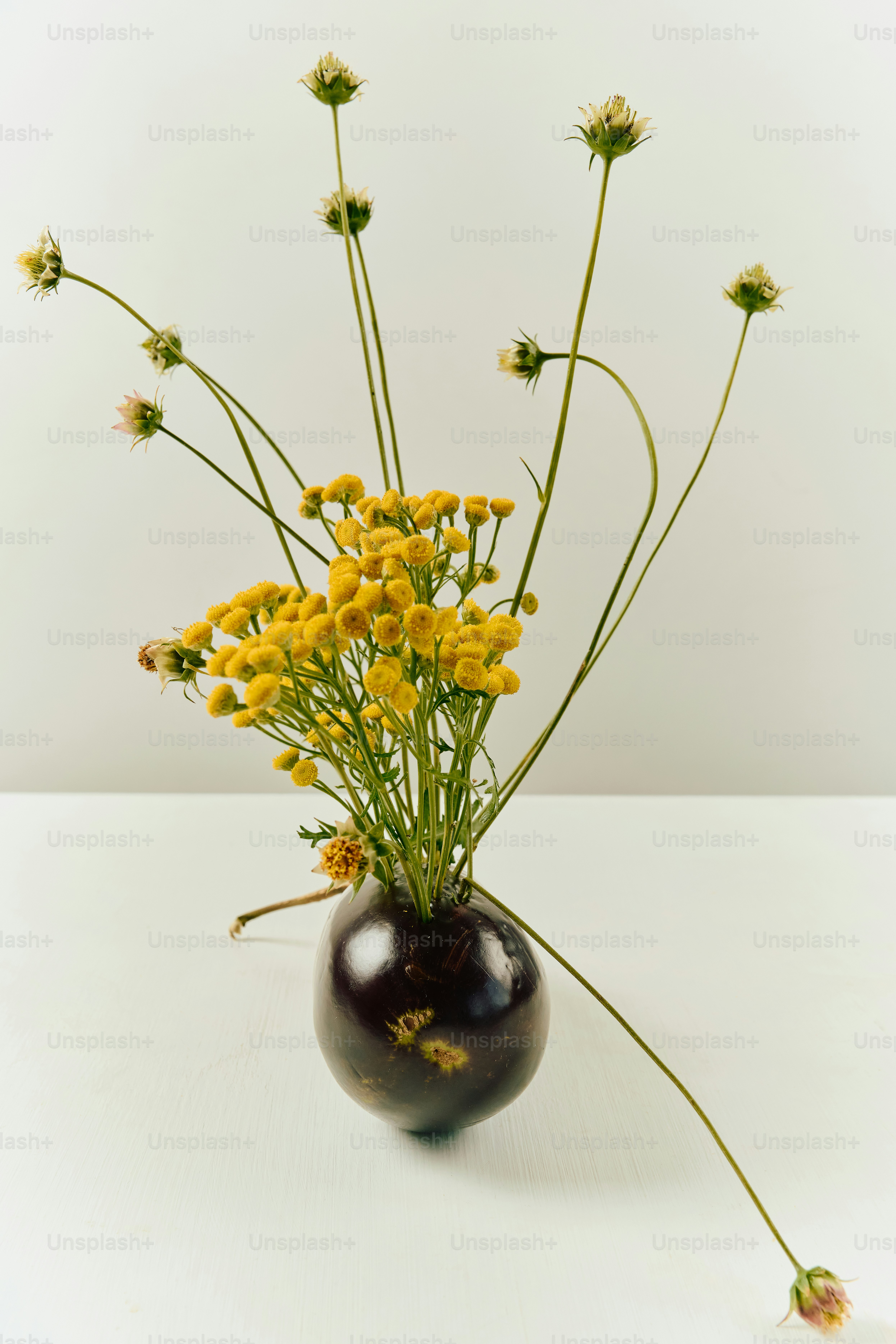 Yellow tansy flowers and thin stems in a dark eggplant on a white surface