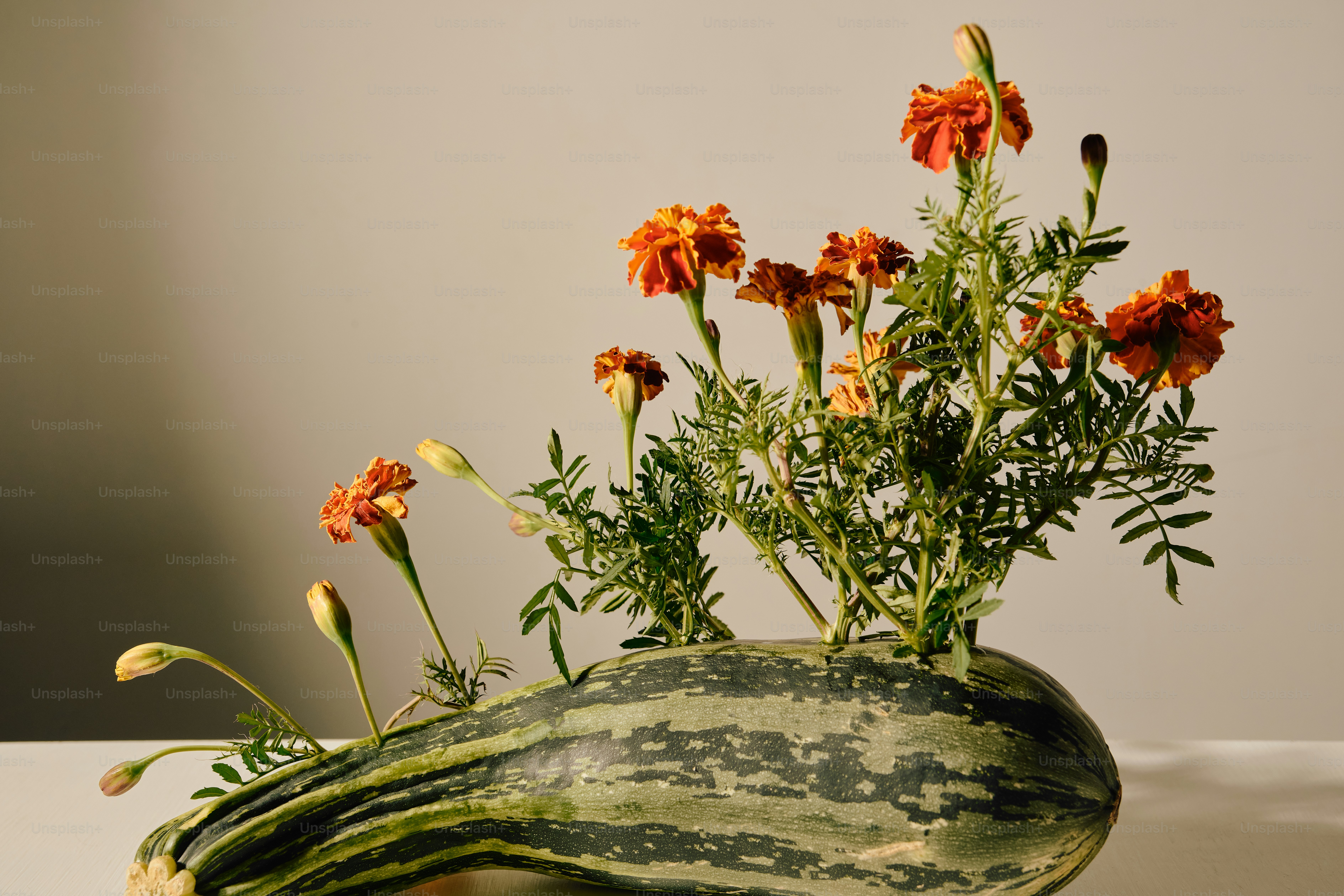 Orange marigold flowers growing out of a striped green squash on a table