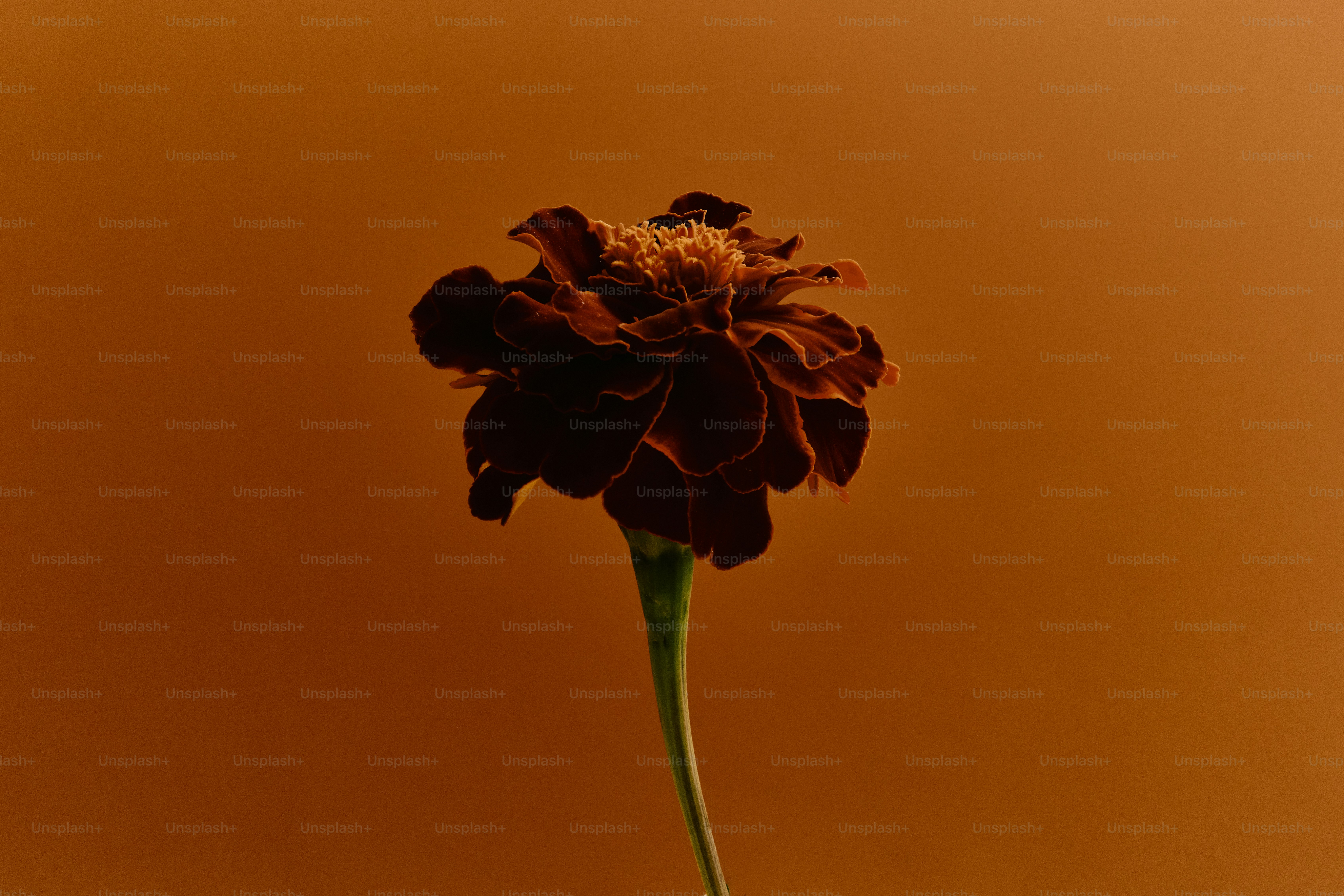 A dark red marigold flower on a solid warm orange background