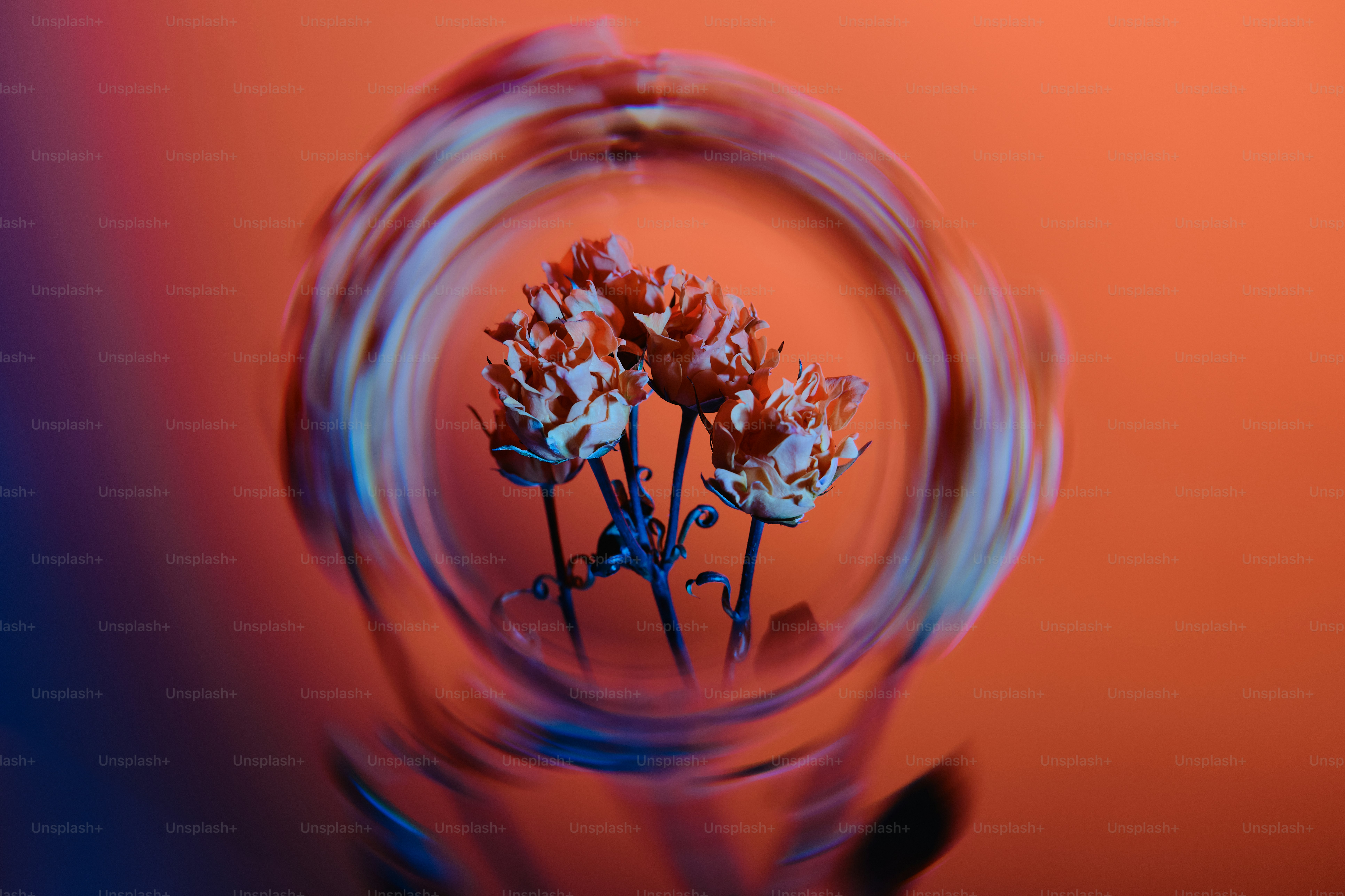 Dried orange flowers viewed through a circular lens with a blurred colorful background