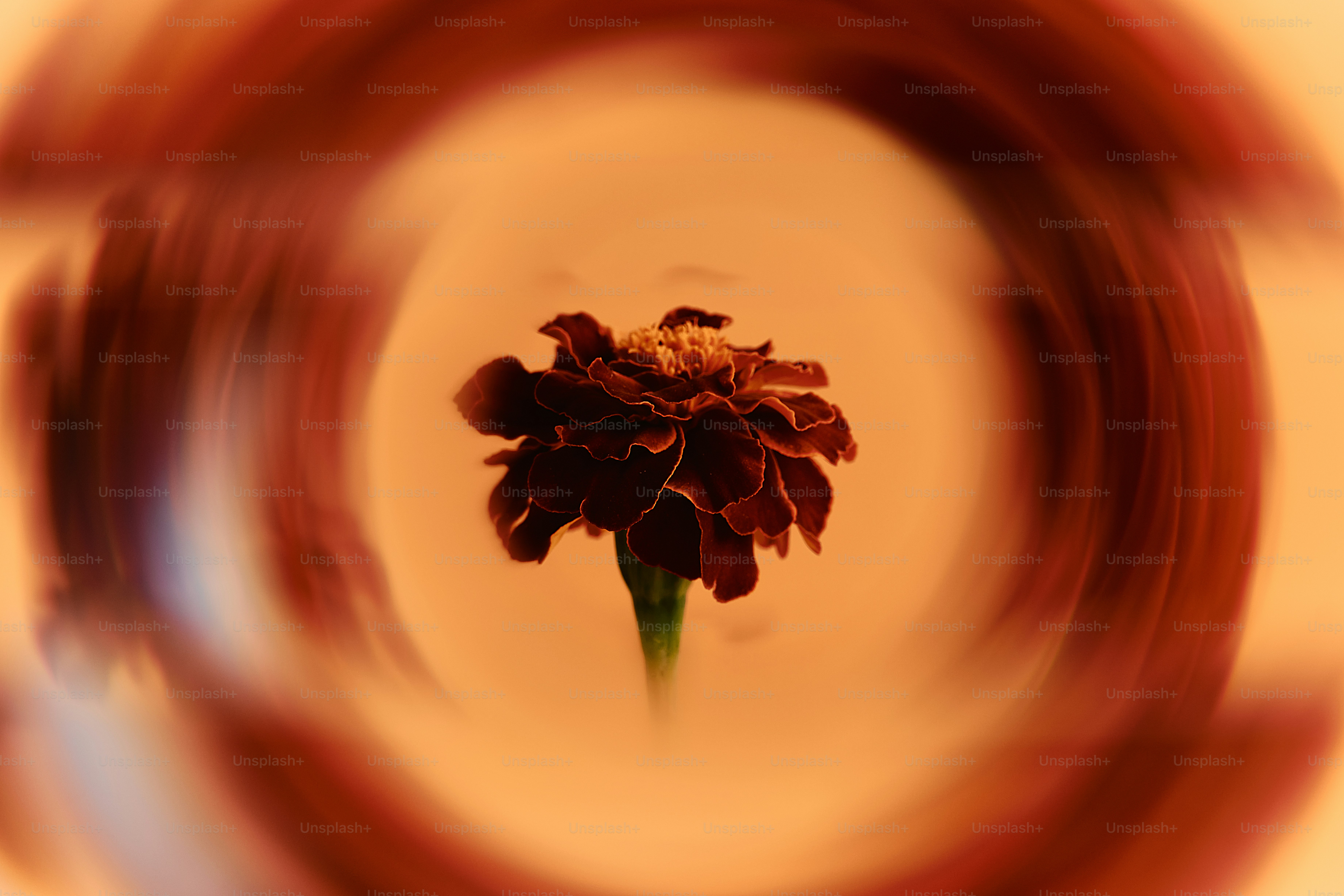 A dark red marigold flower centered in a swirling orange and brown background