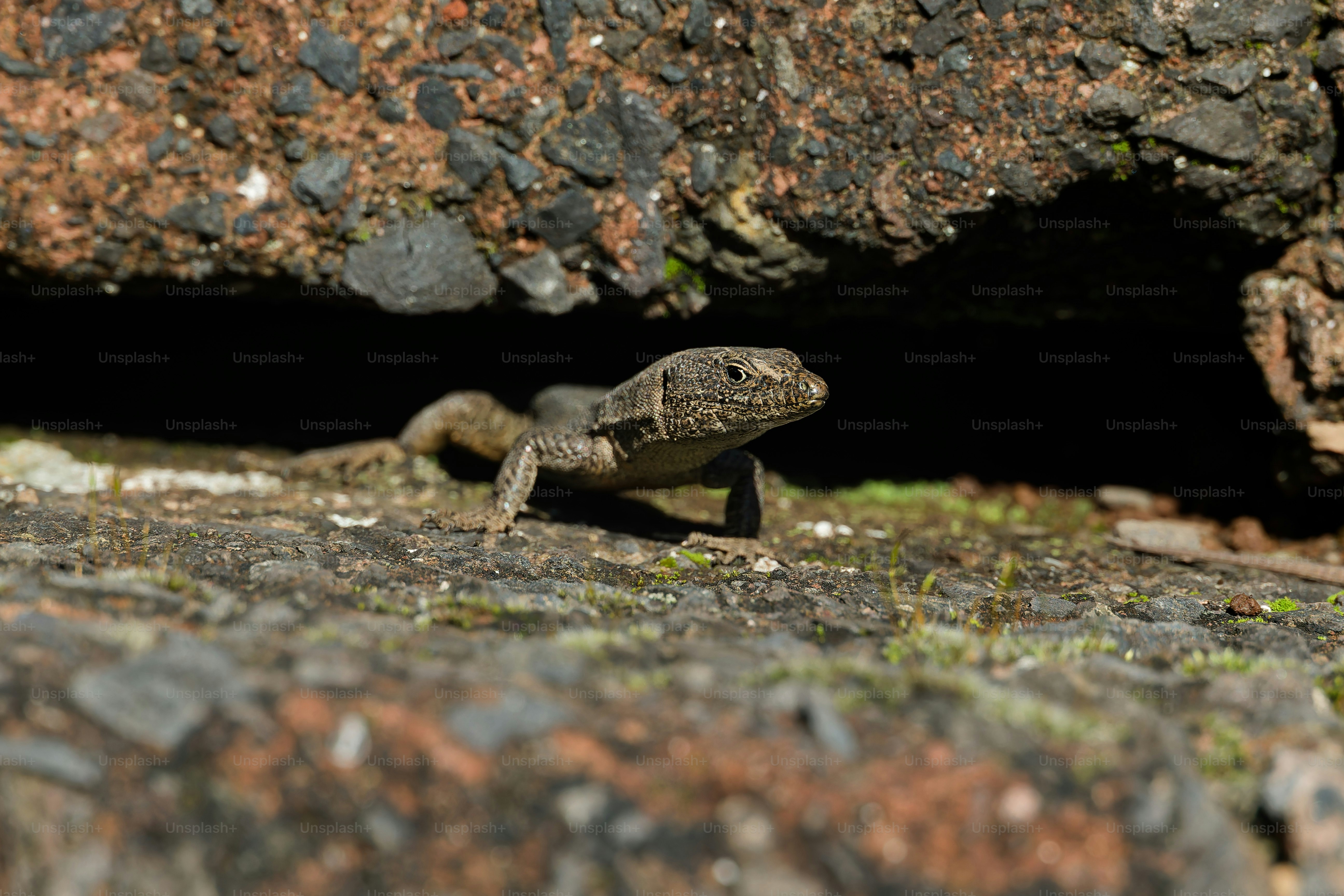 A brown lizard emerging from a dark crevice in a rough stone wall