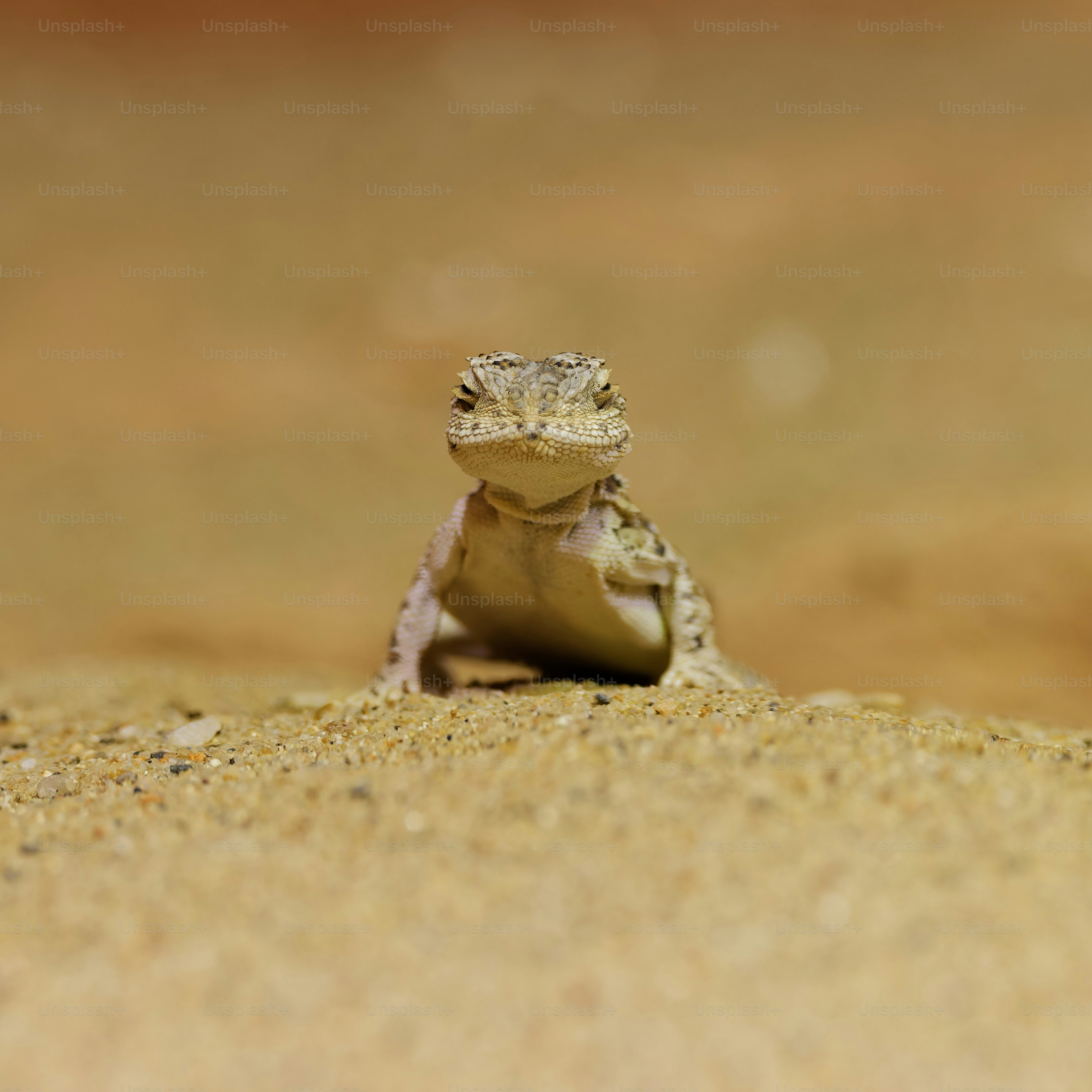 A small lizard with textured scales on a sandy surface