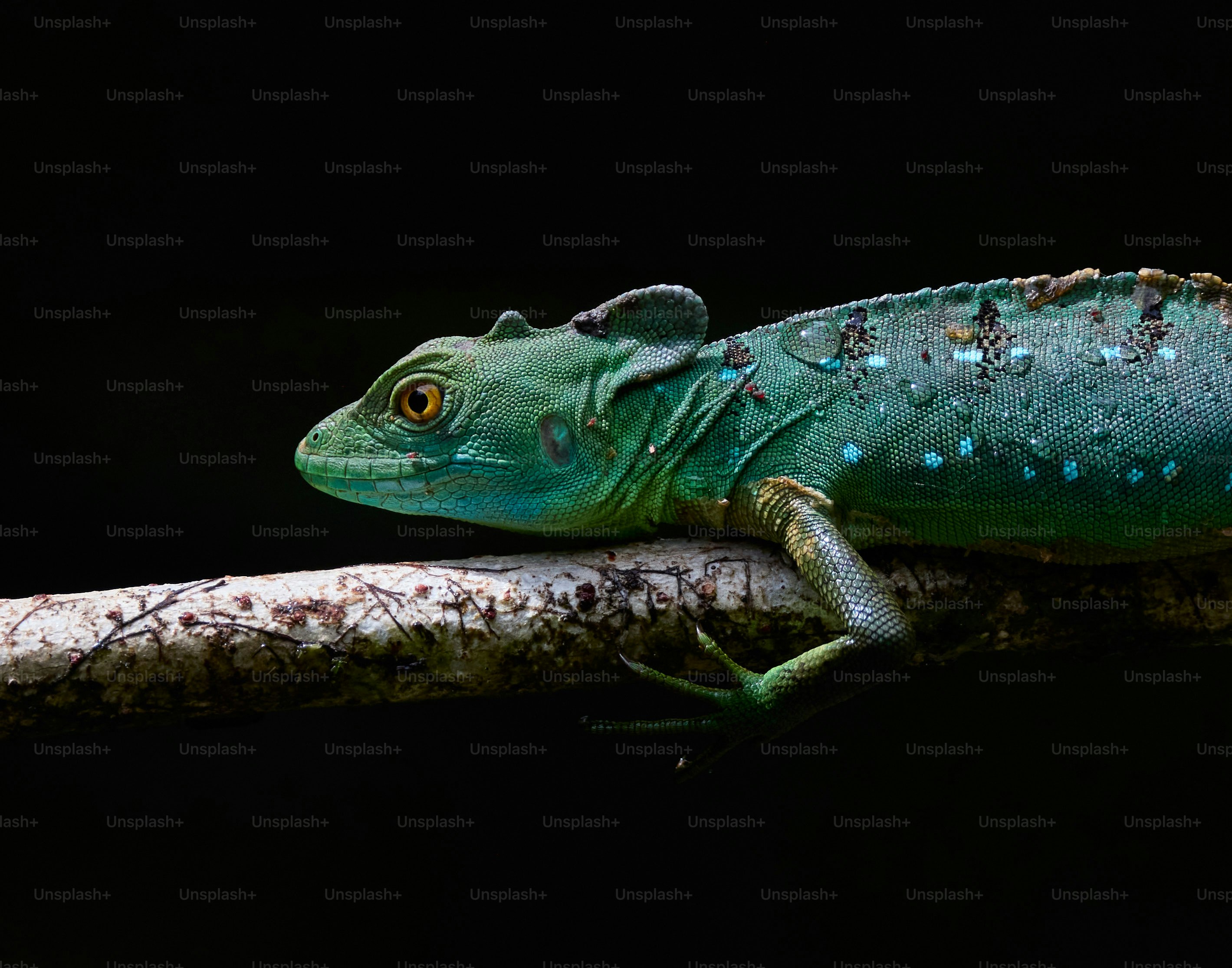 A green basilisk lizard with blue spots resting on a thin tree branch