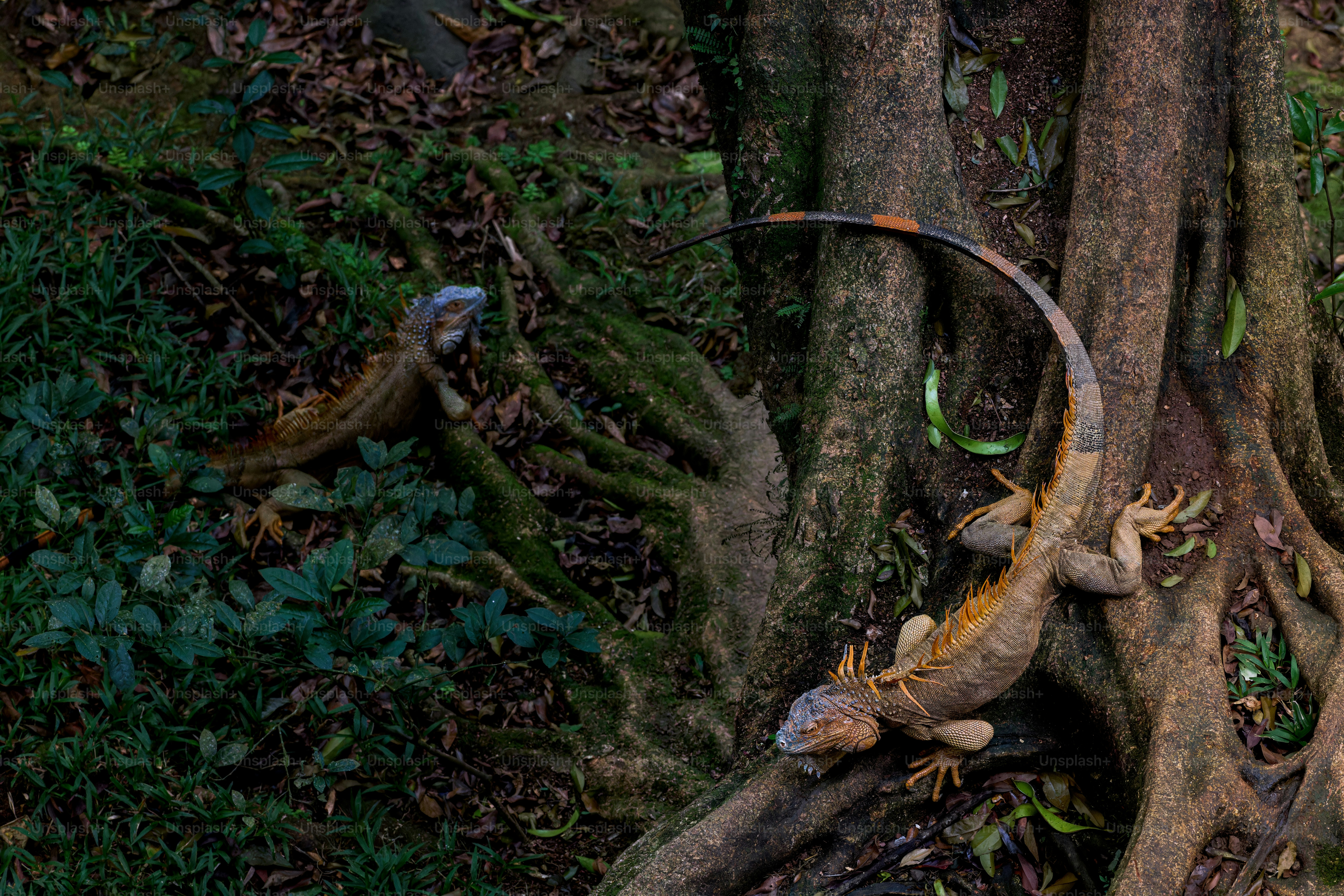 Two green iguanas on the roots of a large tree in a forest