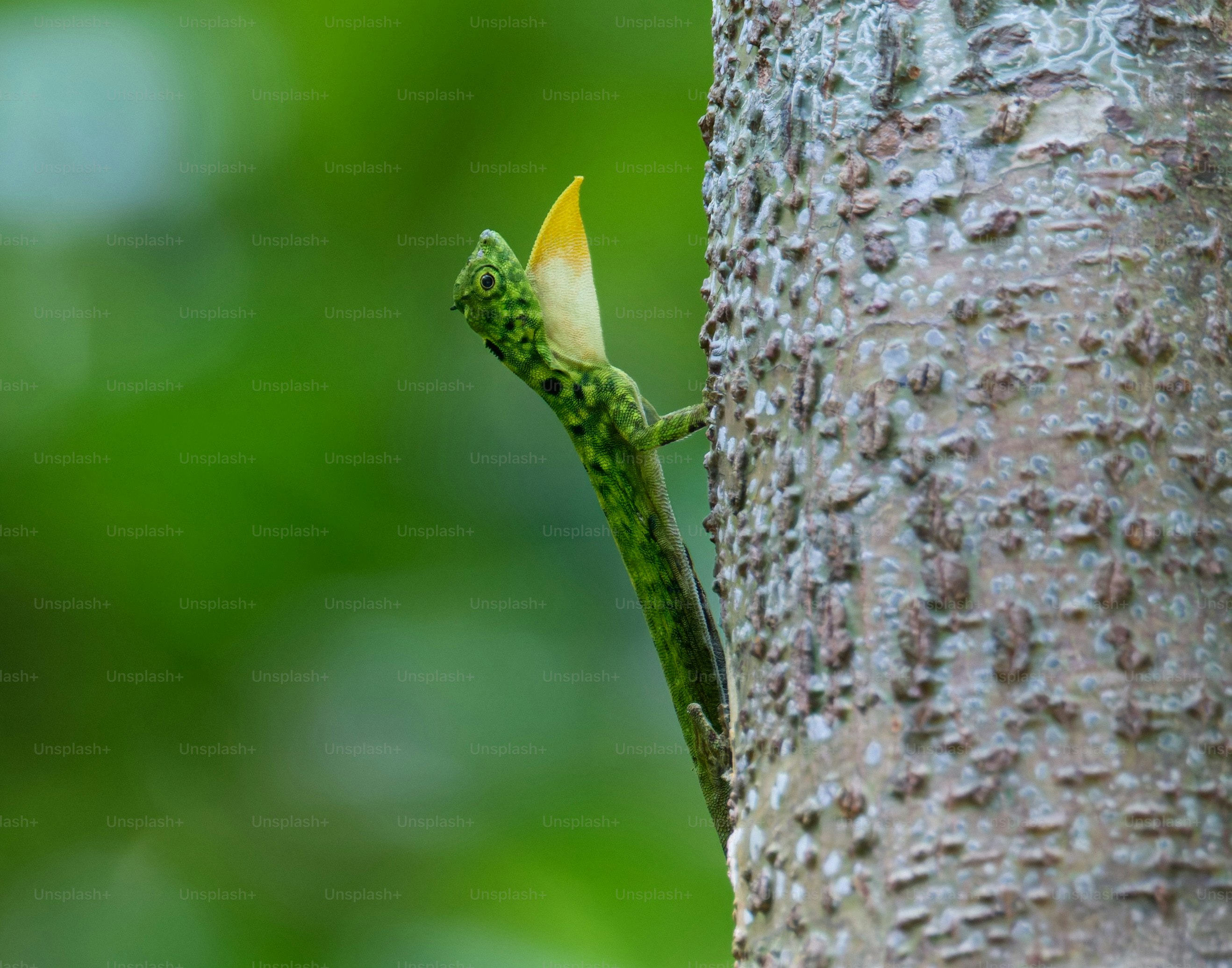 A green flying lizard with a yellow throat fan on a tree trunk