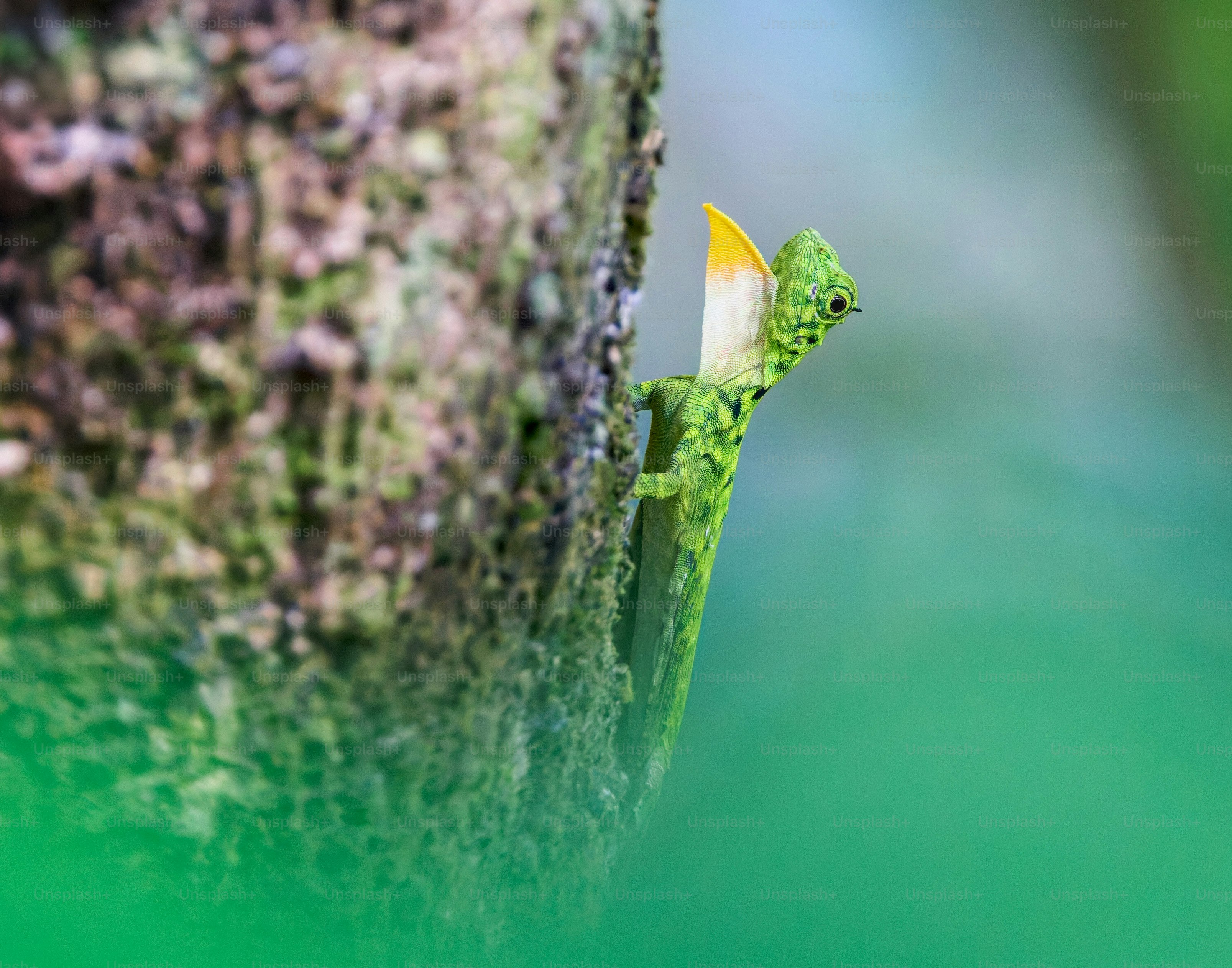 A green flying lizard with a yellow throat fan clinging to a tree trunk