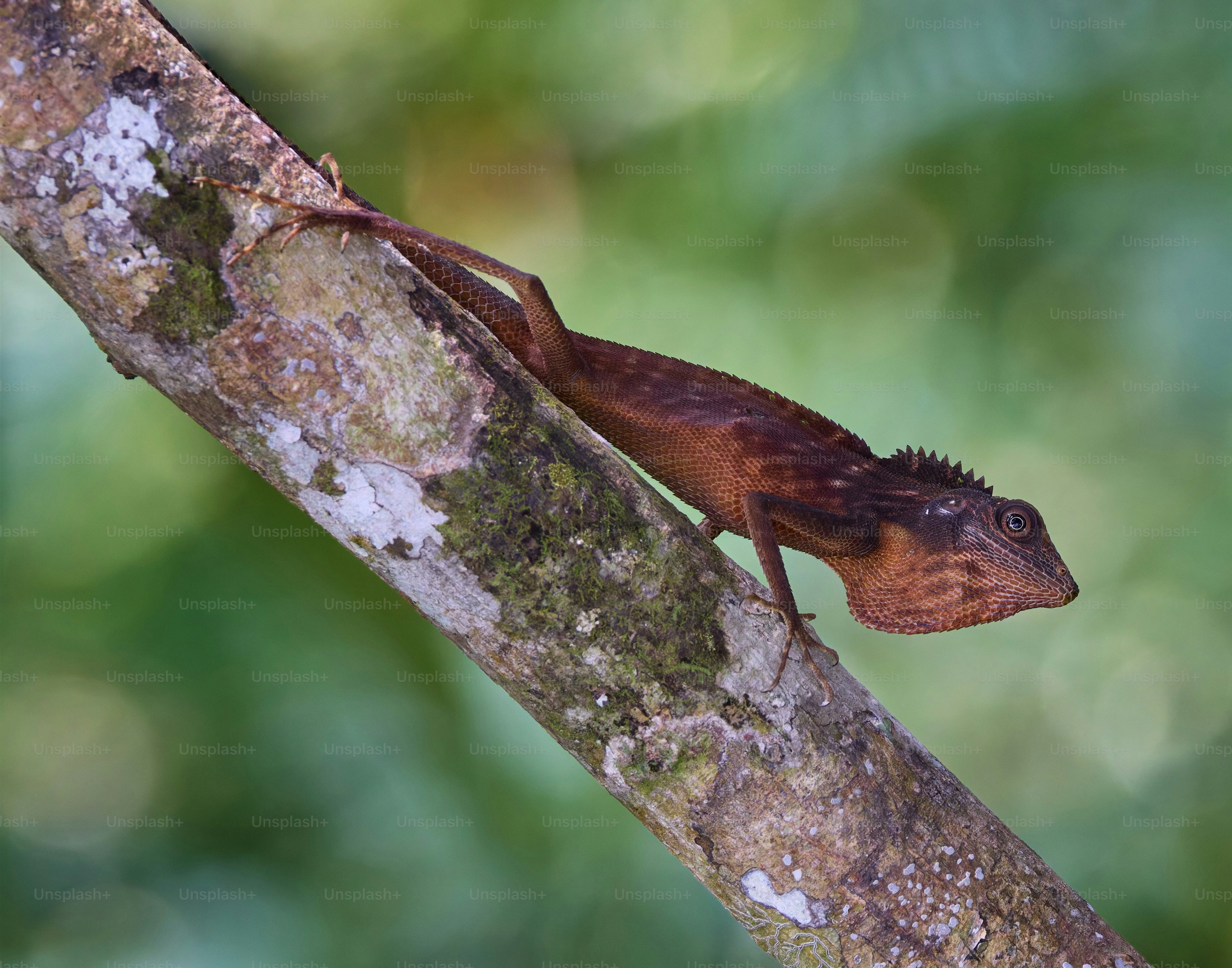 A brown lizard with a spiky crest on a mossy tree branch