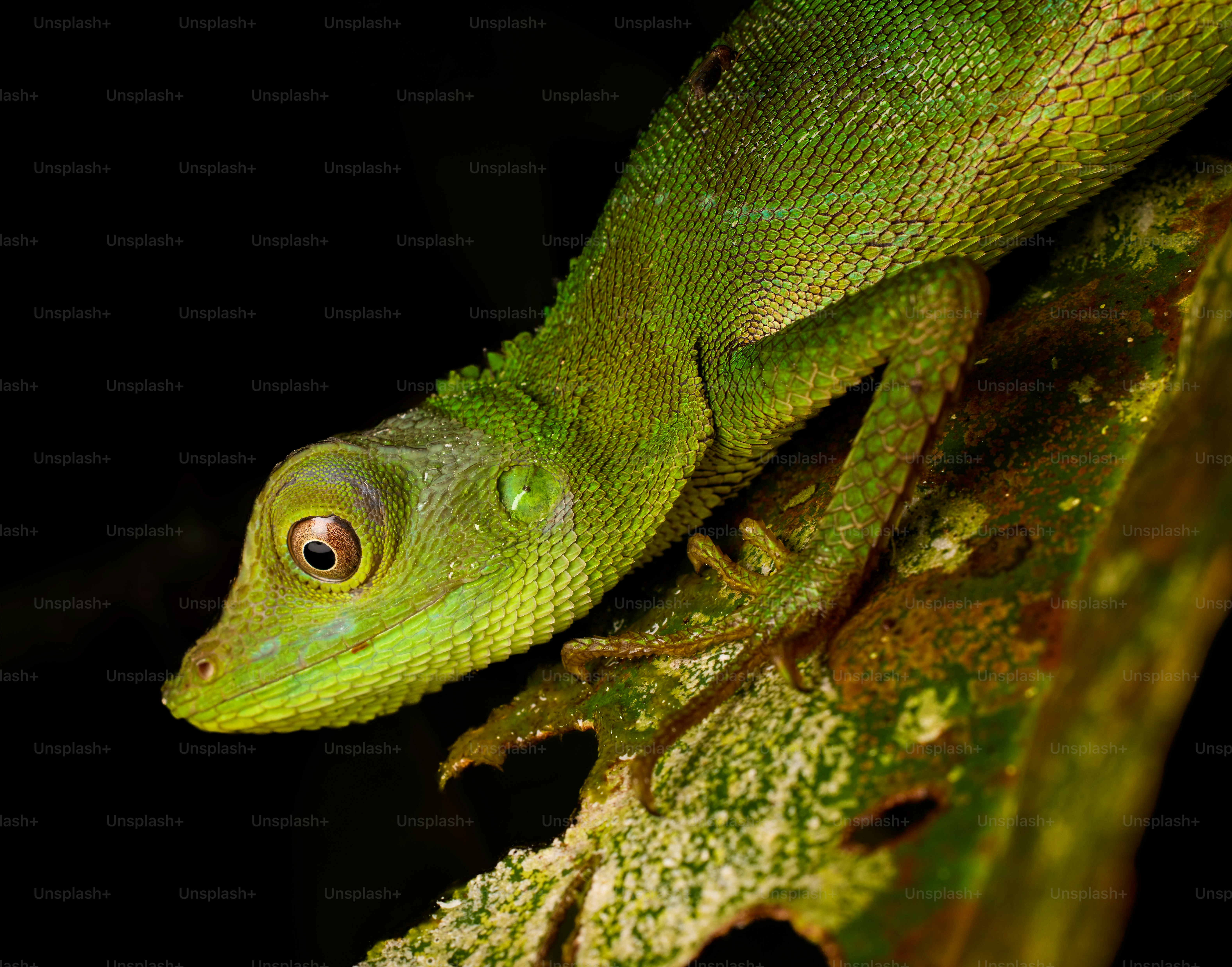 A bright green lizard with textured scales resting on a large dark leaf