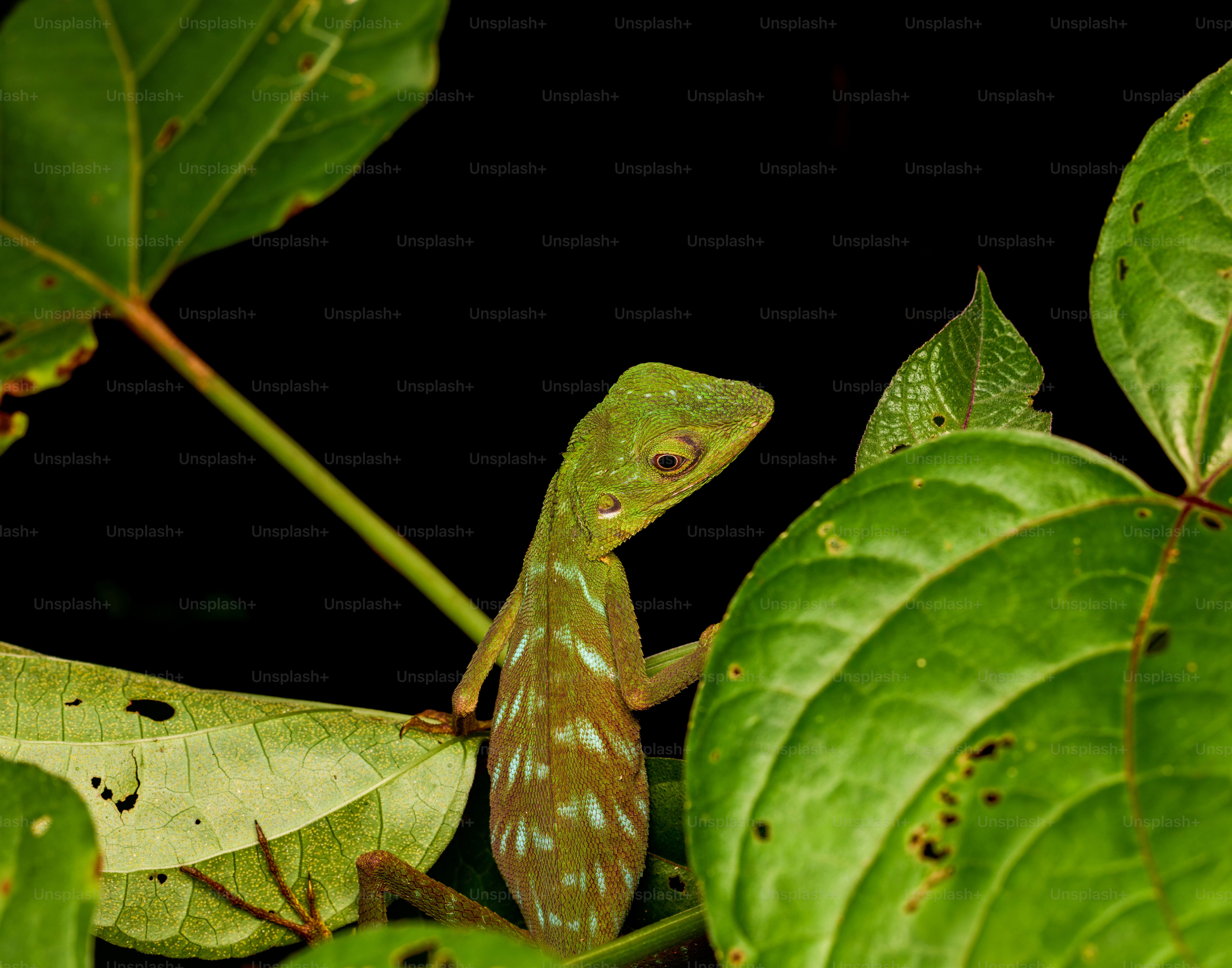 A green lizard with light blue markings perched among large green leaves