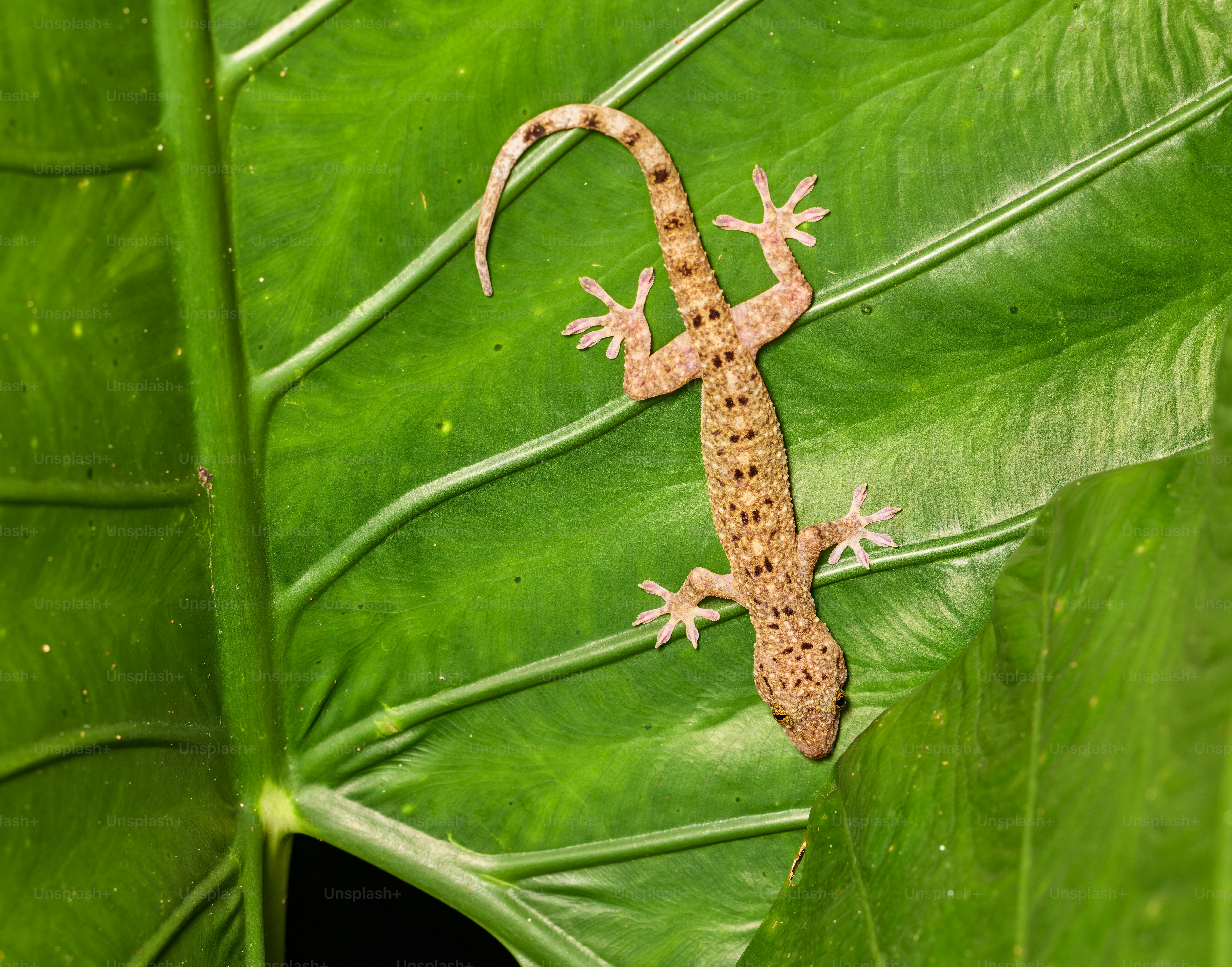 A small spotted gecko resting on a large vibrant green leaf