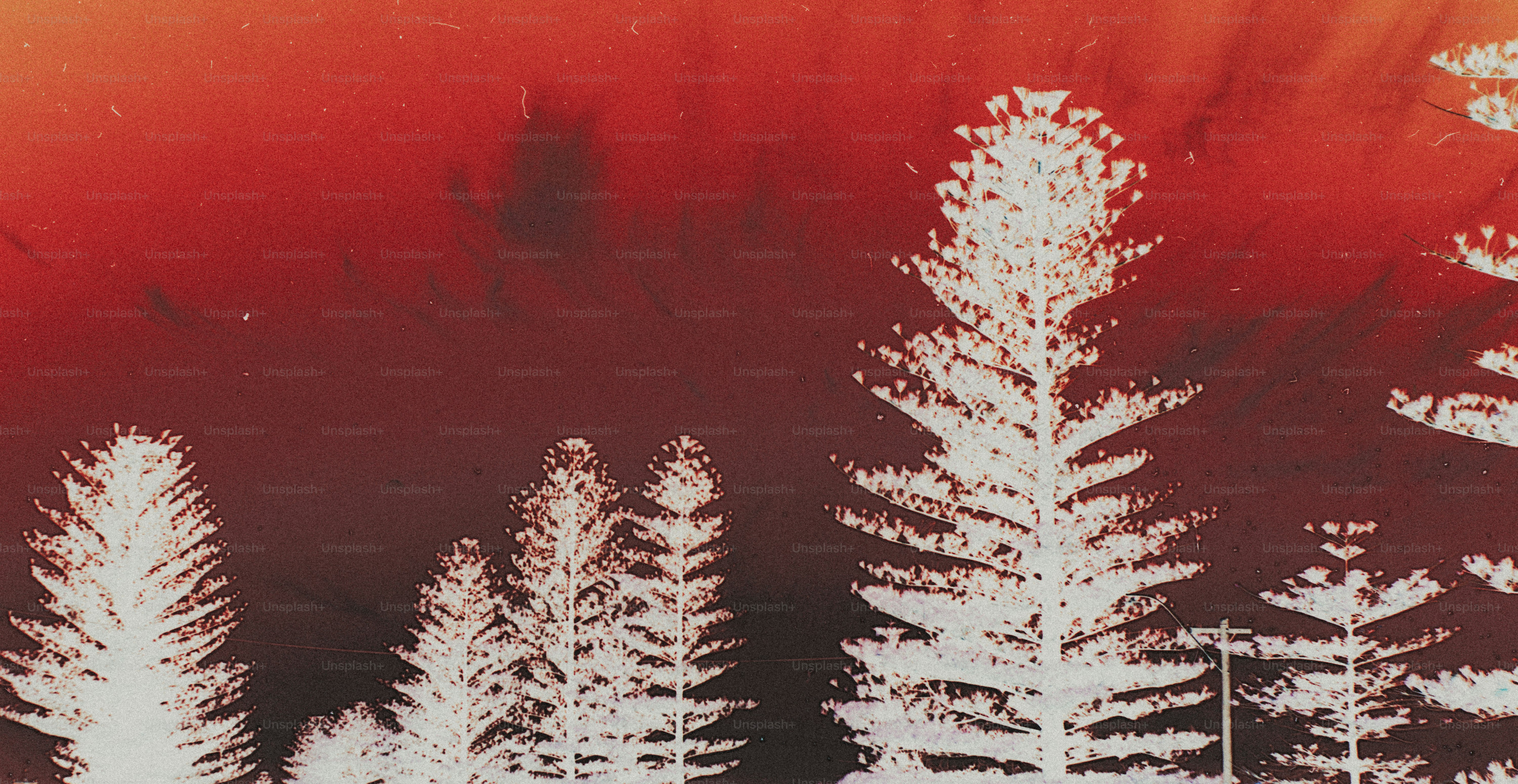 Silhouettes of pine trees against a deep red and dark sky