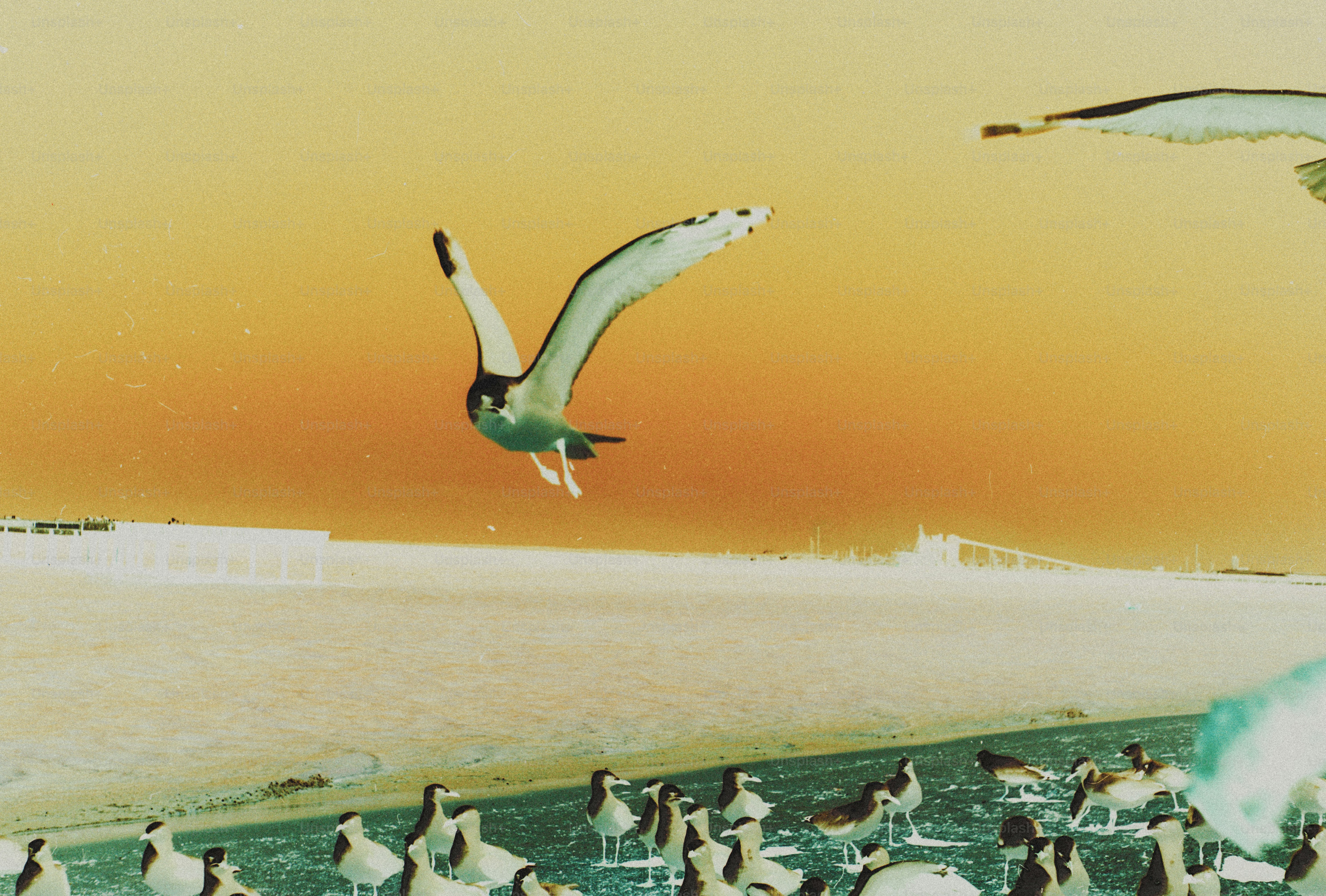 A seagull flying above a group of birds on a sandy beach