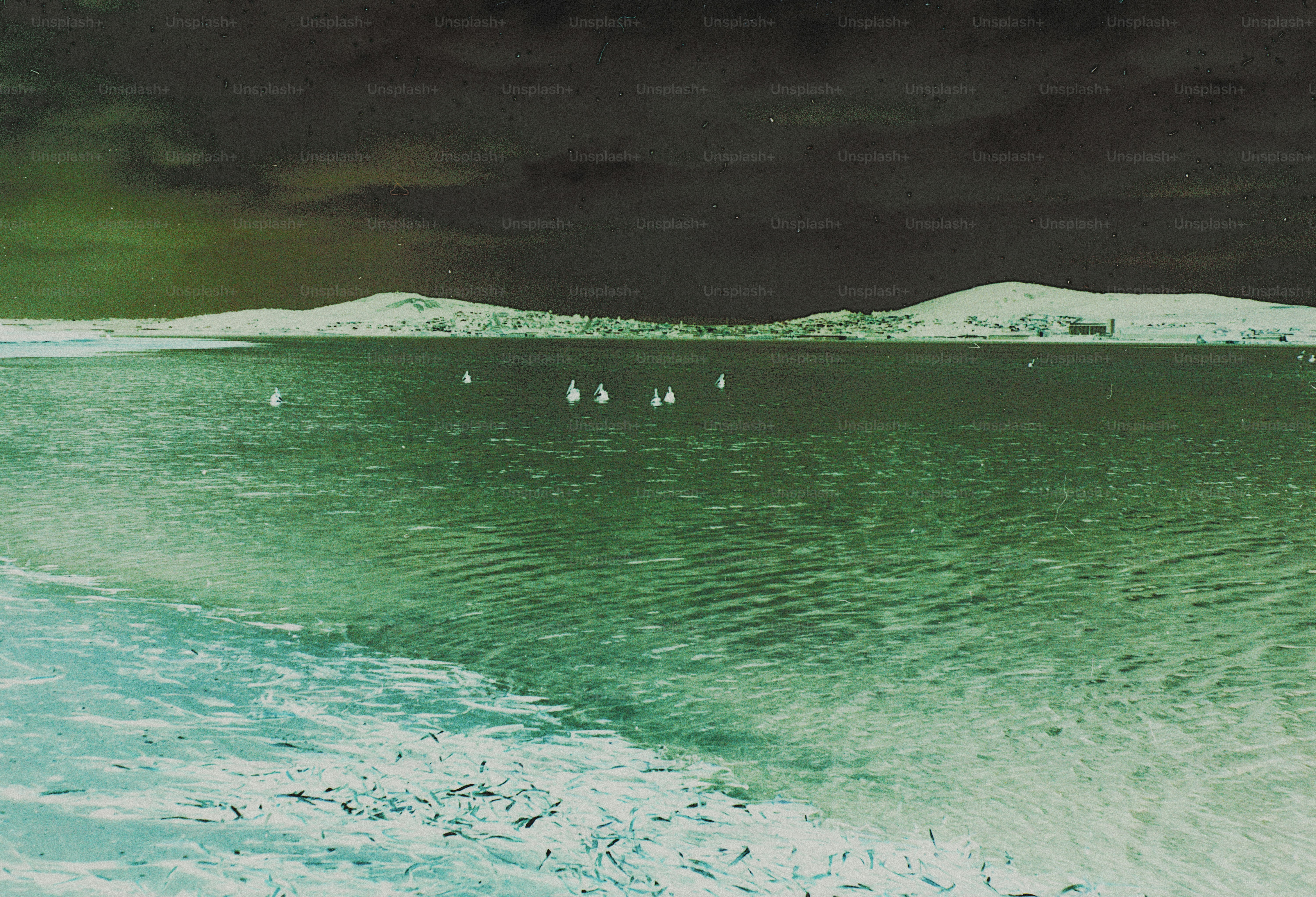 A group of white birds swimming in a green lake near a snowy shore