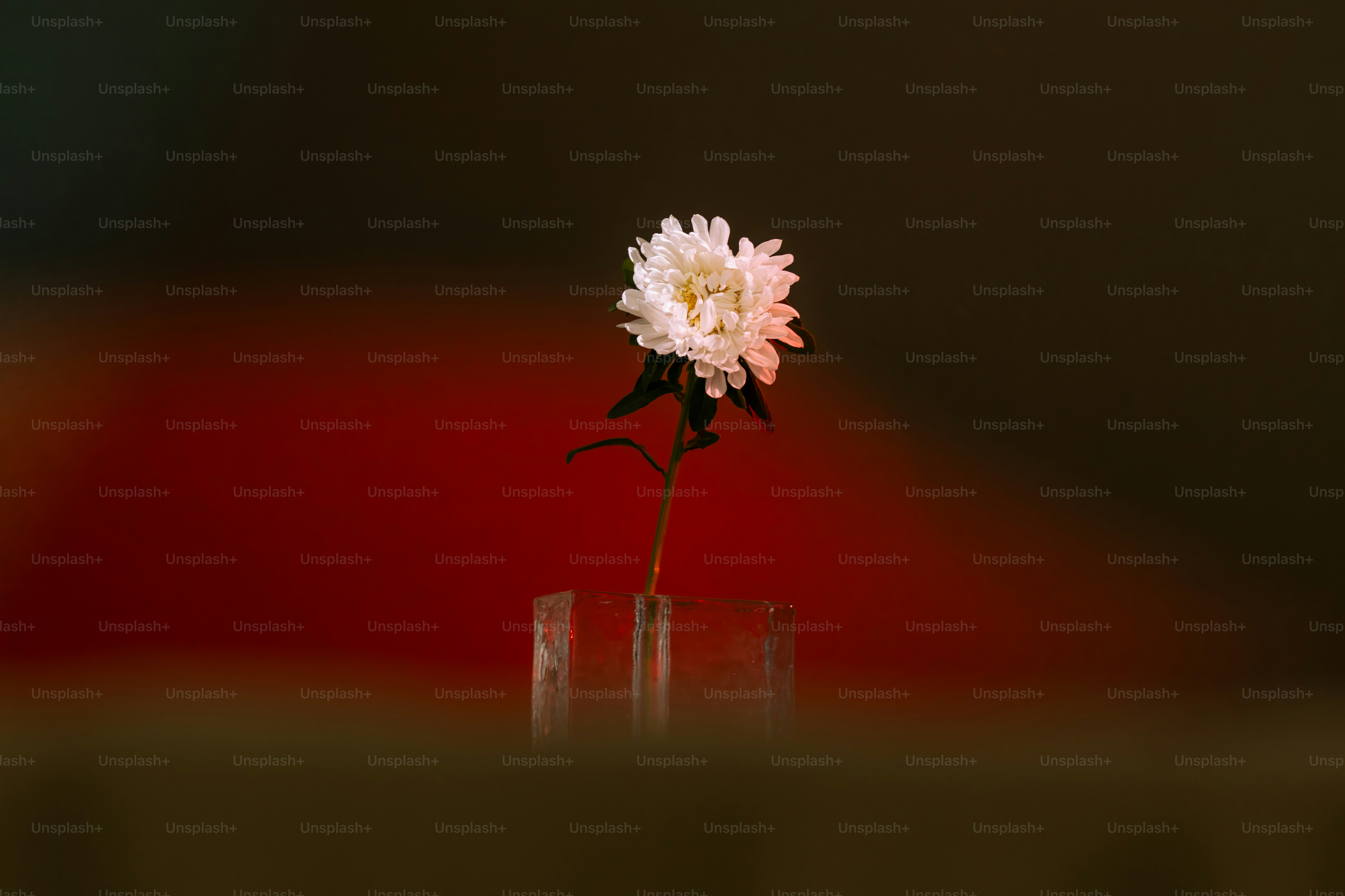 Eine weiße Asterblüte in einem klaren Glaswürfel vor dunkelrotem Hintergrund