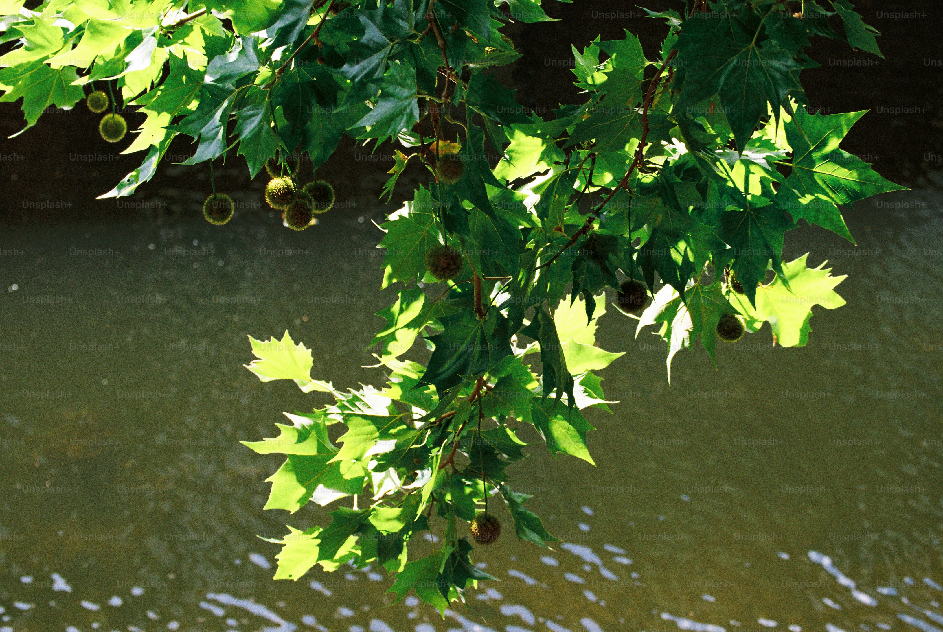 Feuilles de platan rétroéclairées et boules de graines suspendues au-dessus d’une surface ondulée de rivière