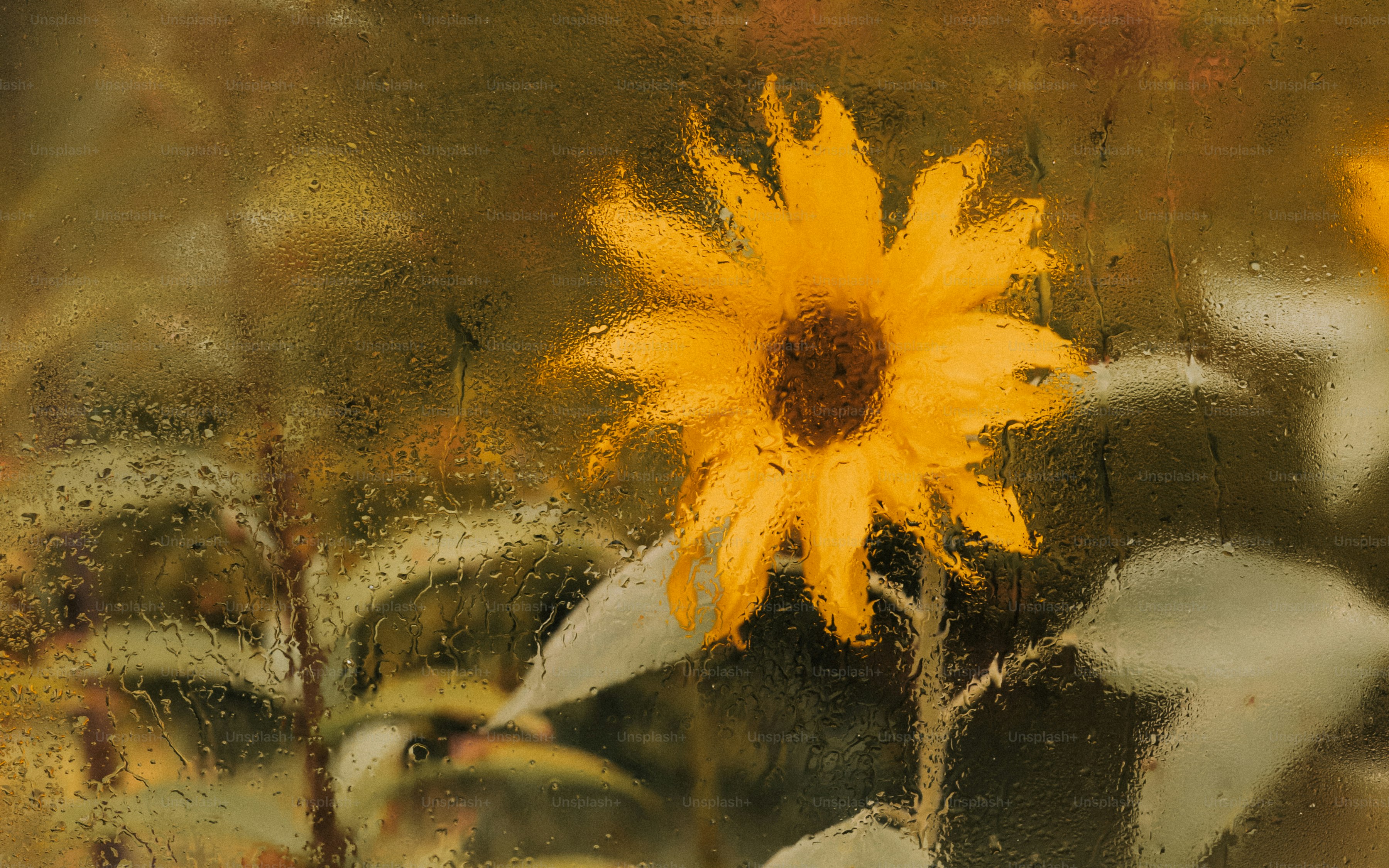 A yellow sunflower seen through a rain-streaked window pane