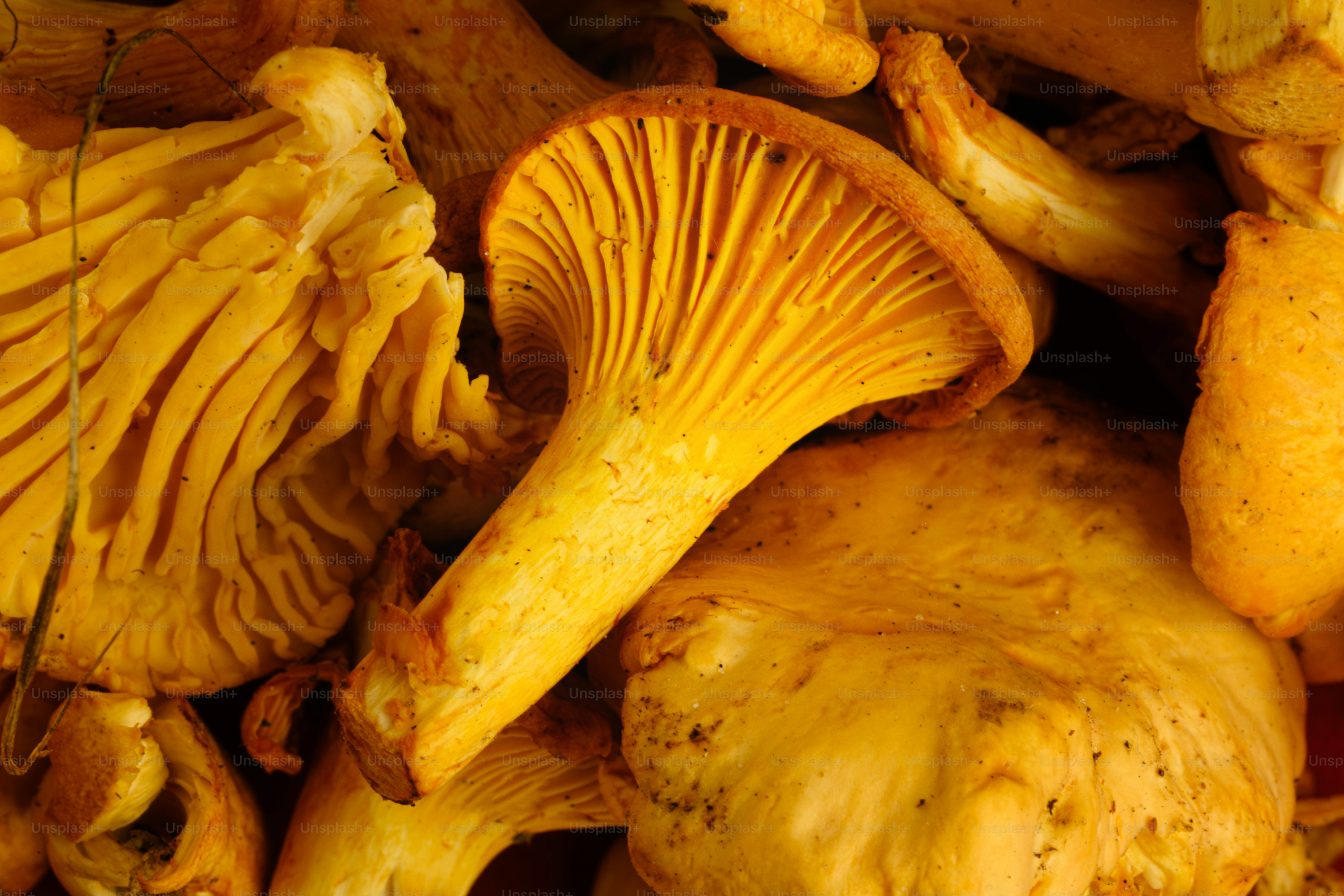 A cluster of golden yellow chanterelle mushrooms with visible gills