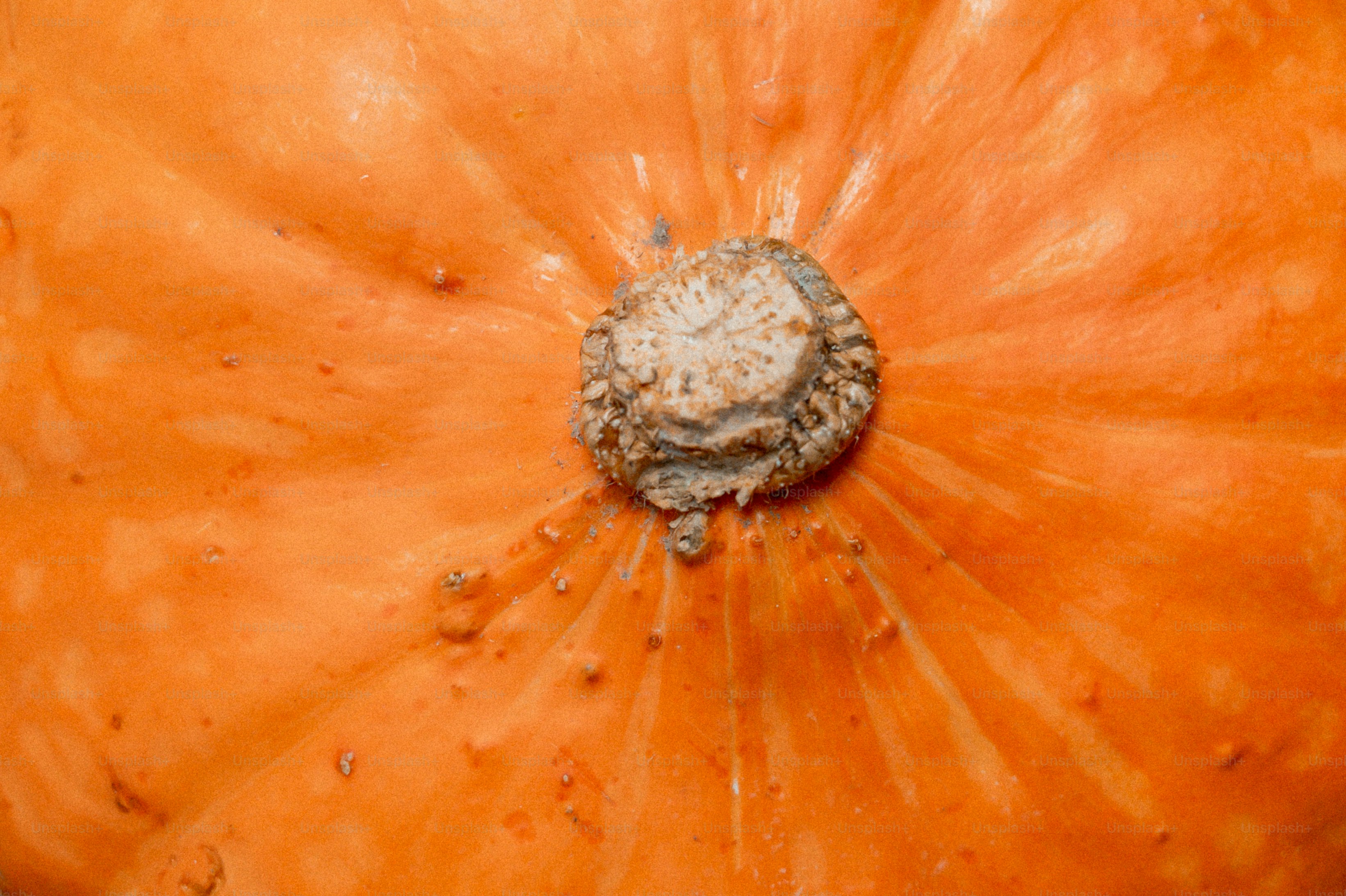 A close-up of the textured orange skin and stem of a pumpkin