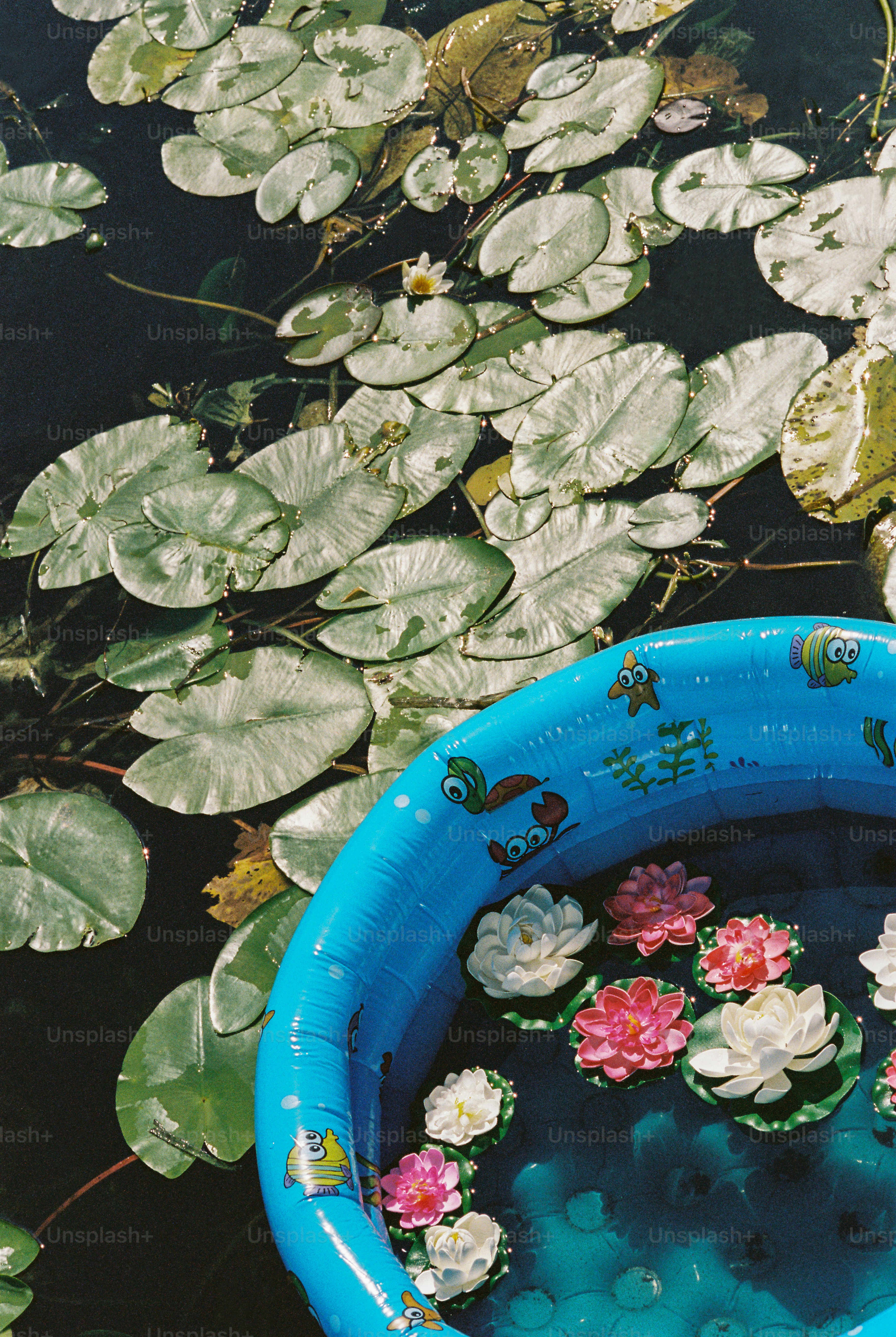 A blue inflatable pool with cartoon fish floating among water lilies on a pond