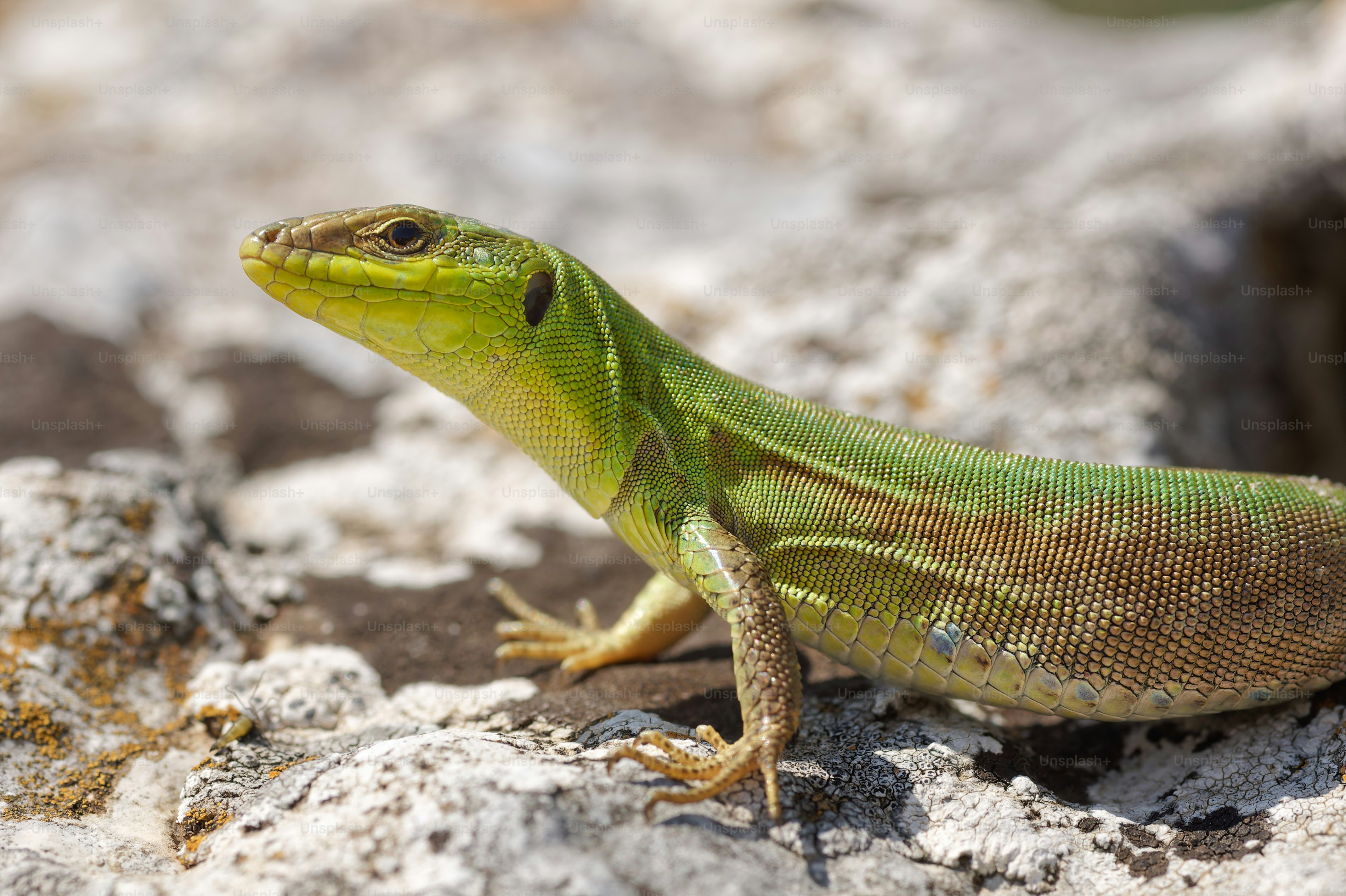A bright green lizard on a textured grey rock in bright sunlight