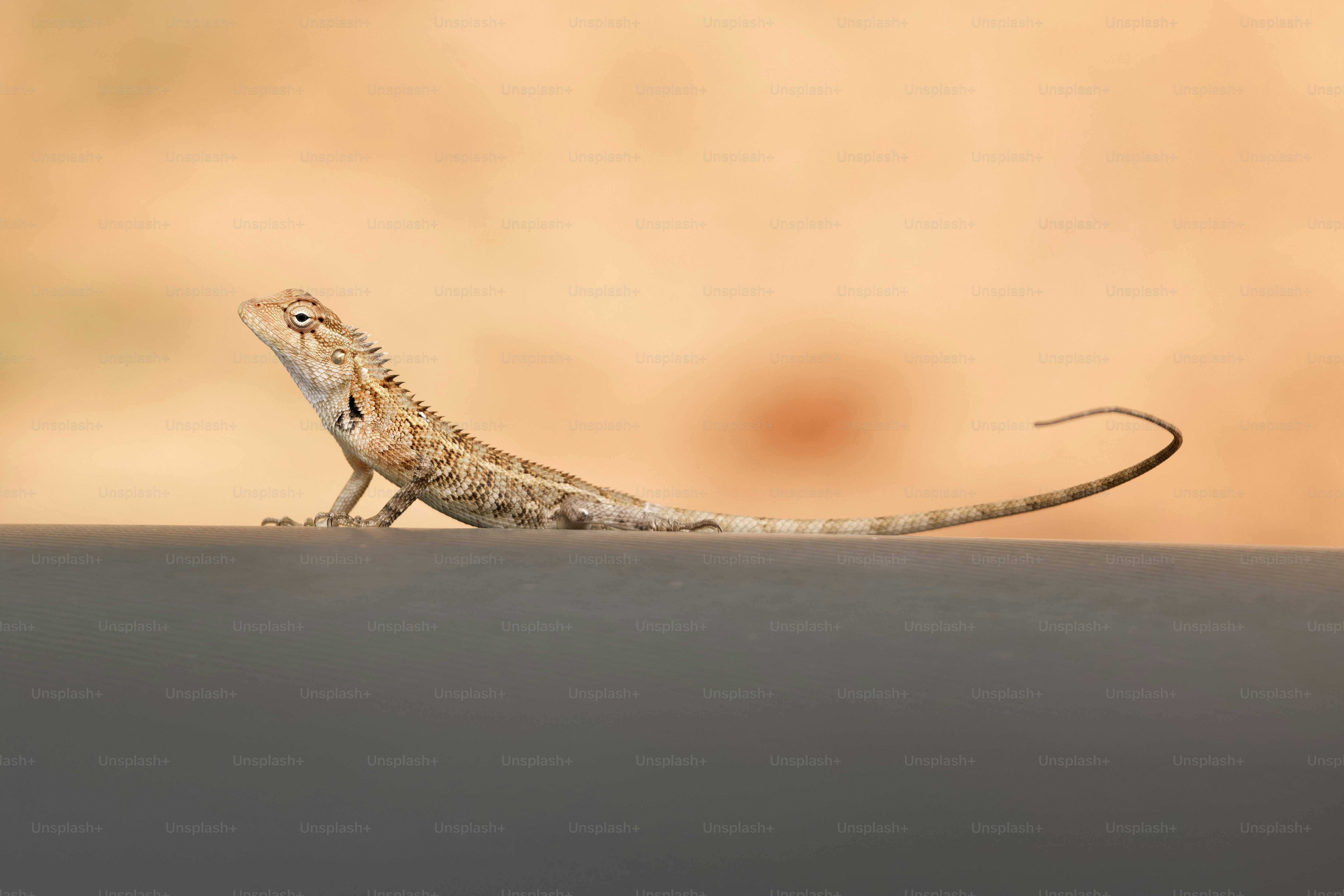 A brown lizard with a long tail on a dark surface against a blurred background