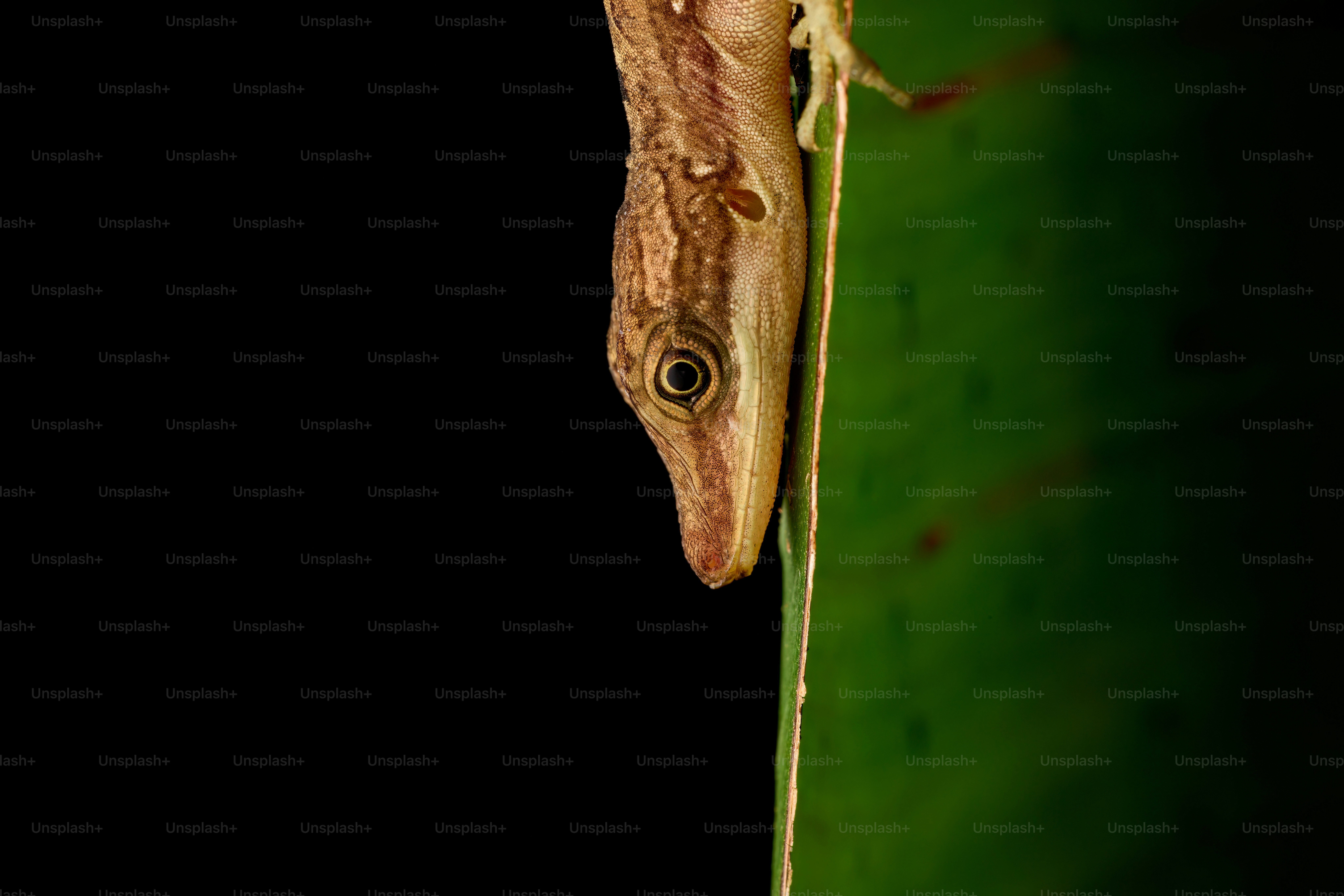 A brown gecko clinging to the edge of a green leaf against black