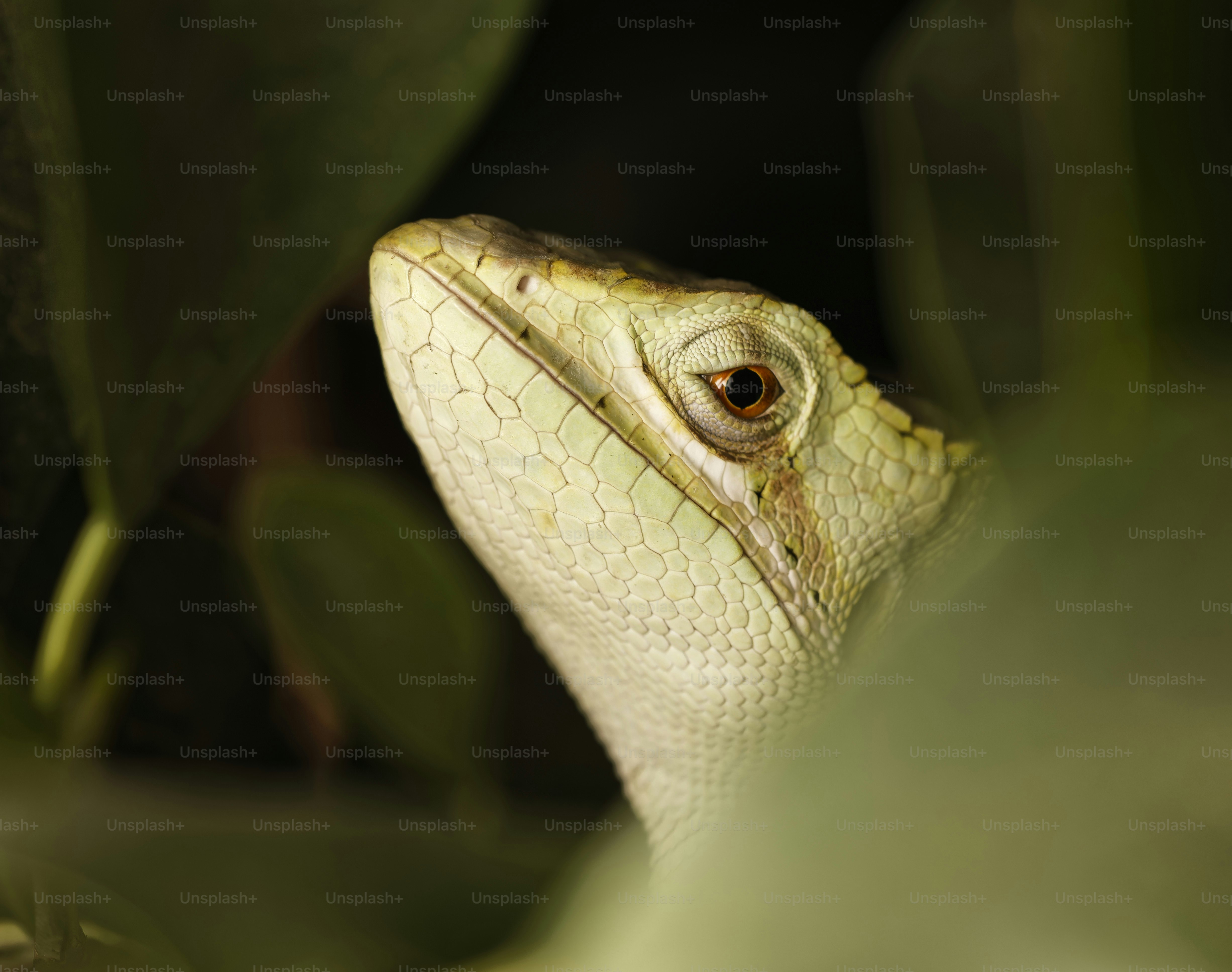 A green lizard head with orange eyes peeking through dark foliage