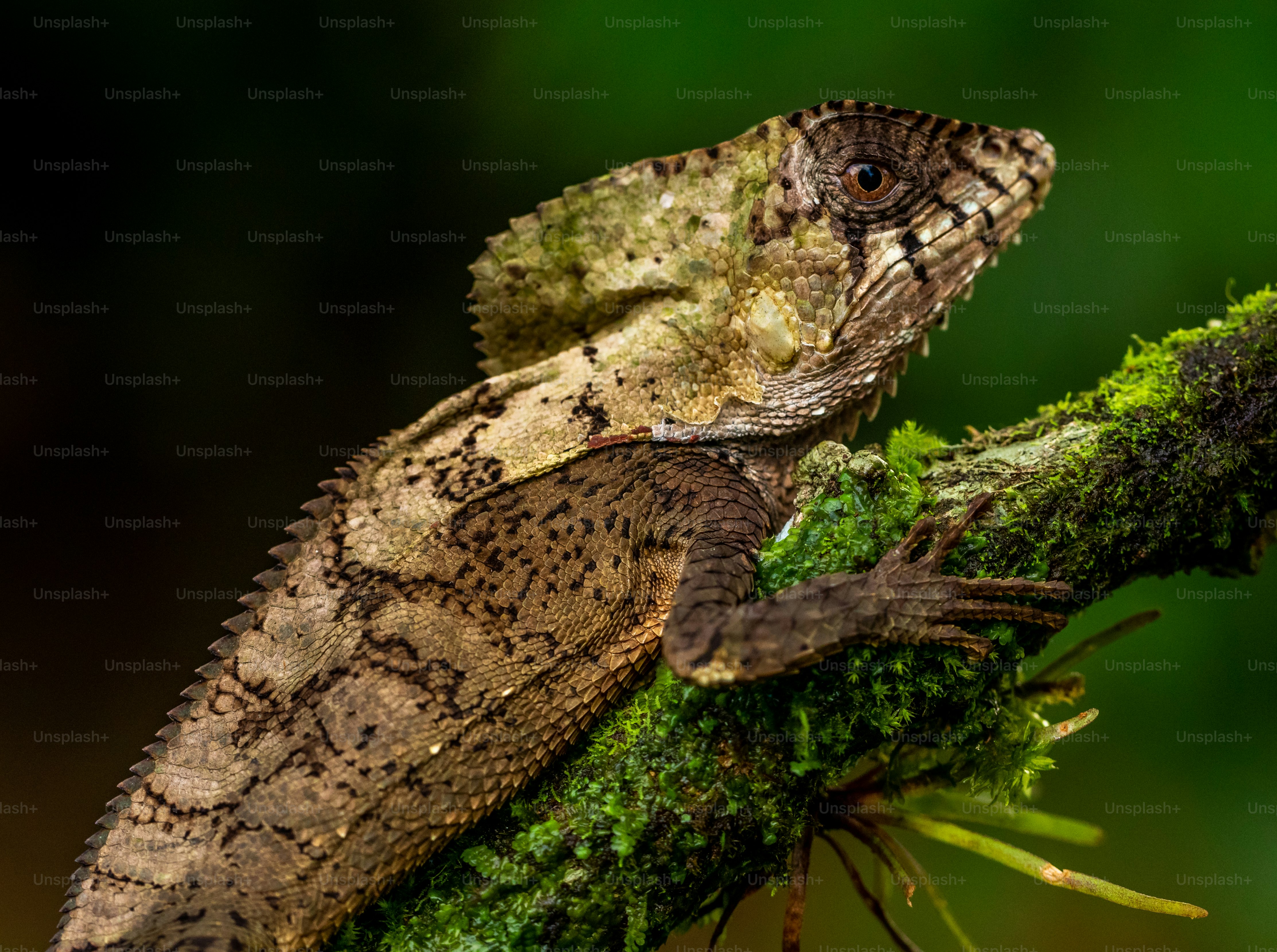 A brown crested lizard perched on a mossy tree branch in a forest