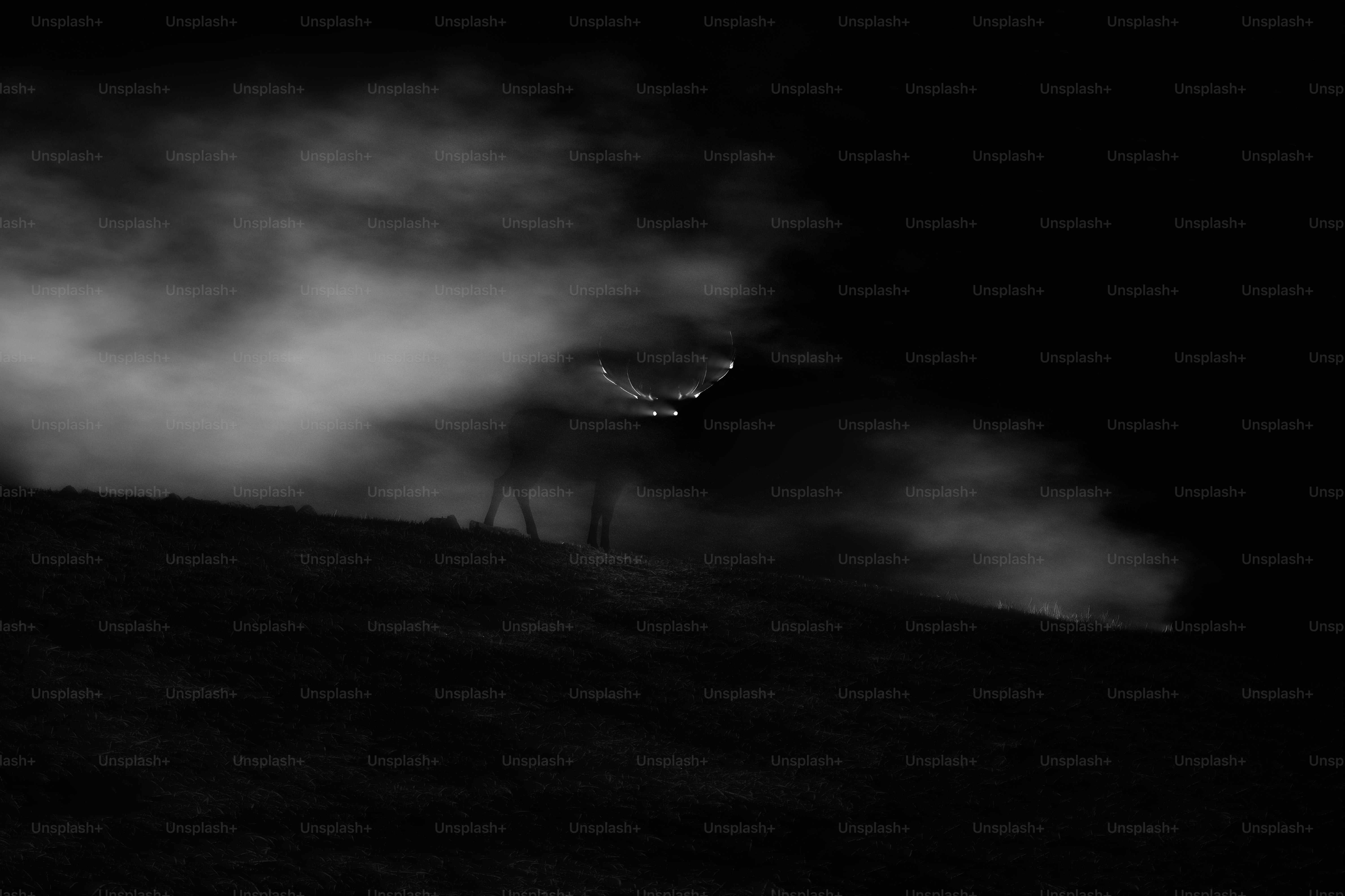 A stag with large antlers silhouetted against a dark, cloudy night sky