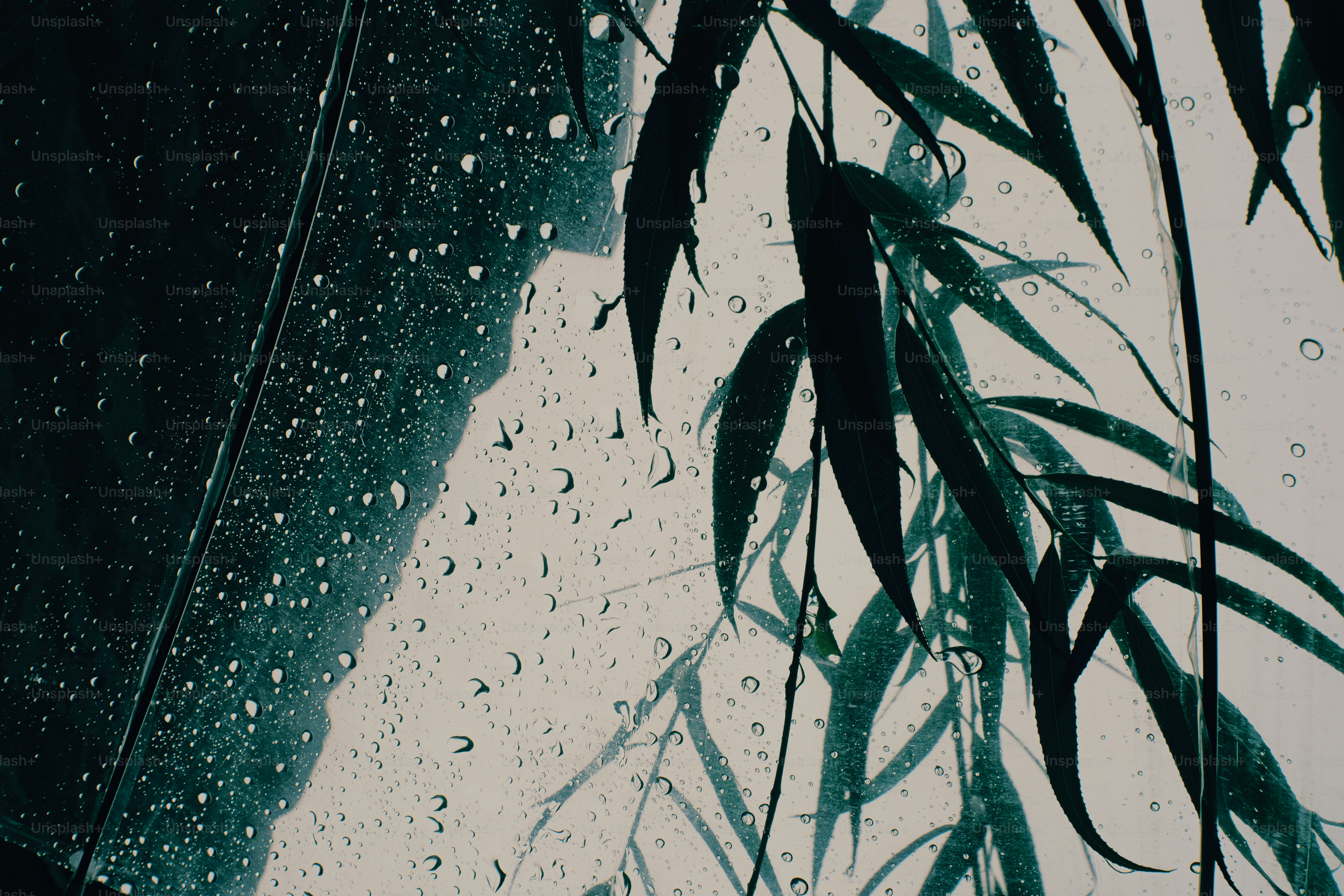 Raindrops on a glass pane with silhouettes of willow leaves behind