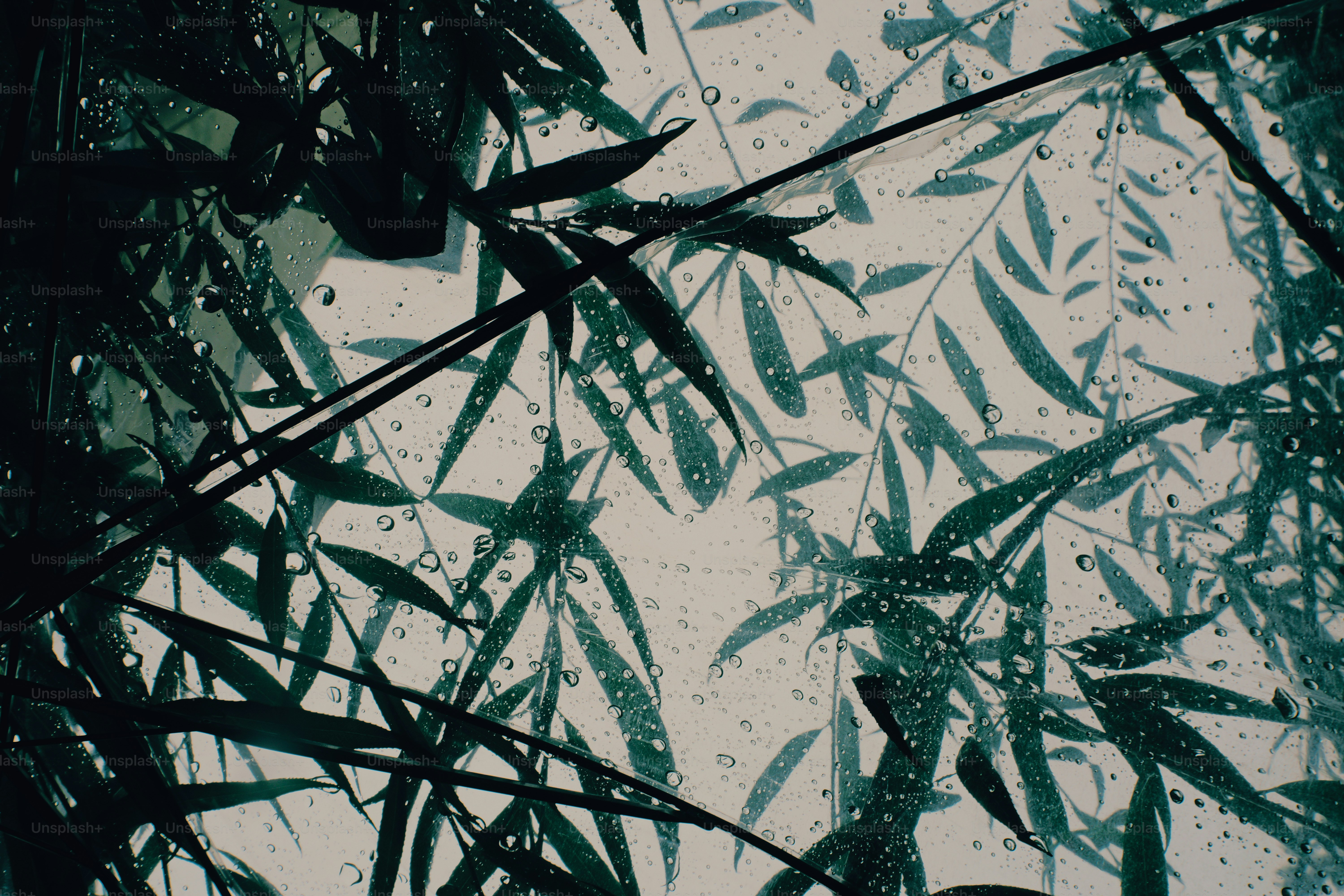Raindrops on a glass surface with silhouettes of bamboo leaves behind