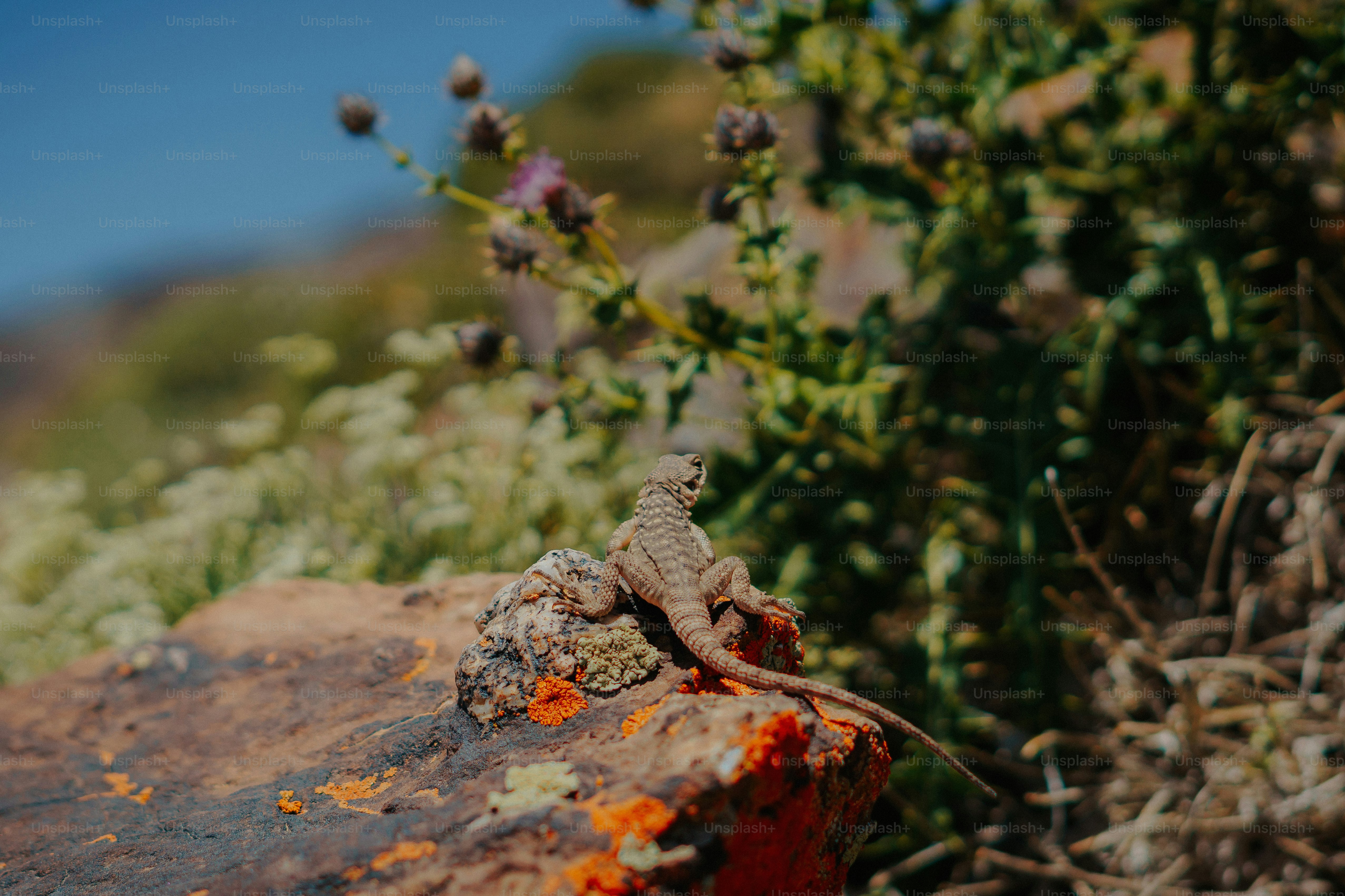 Lizard on a rocky landscape - Photo on Unsplash+