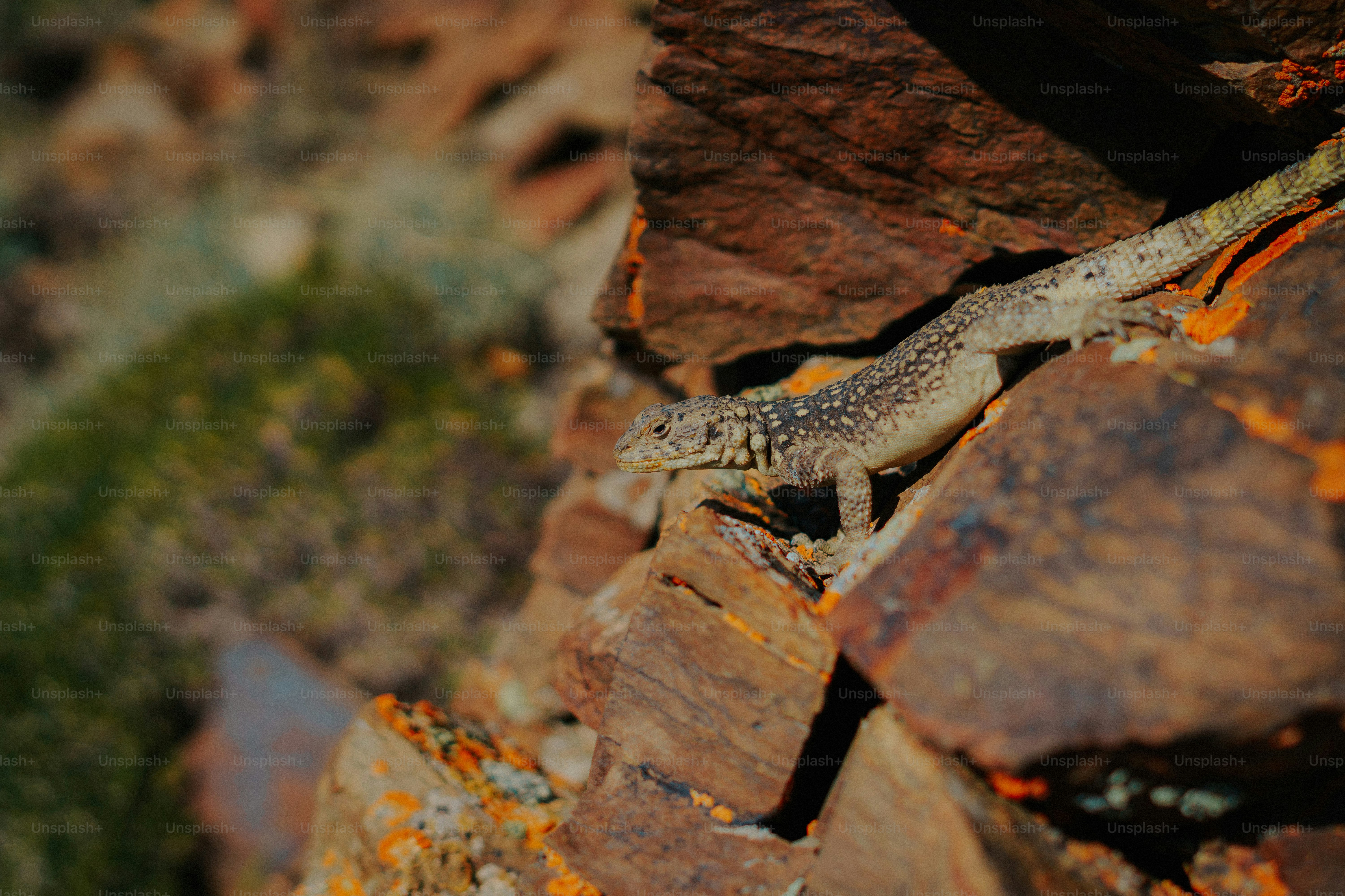 Lizard on a rocky landscape - Photo on Unsplash+