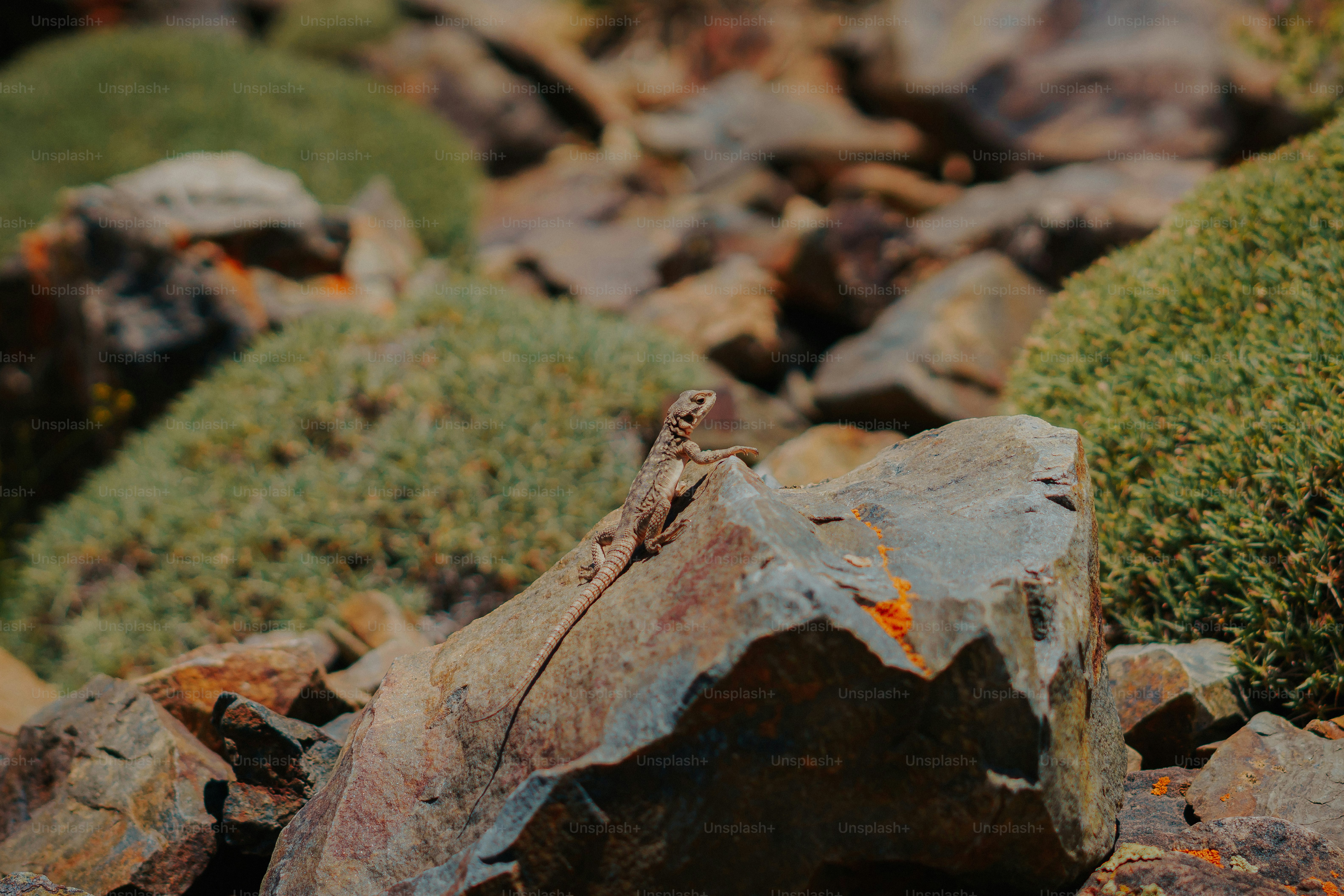 Lizard on a rocky landscape - Photo on Unsplash+