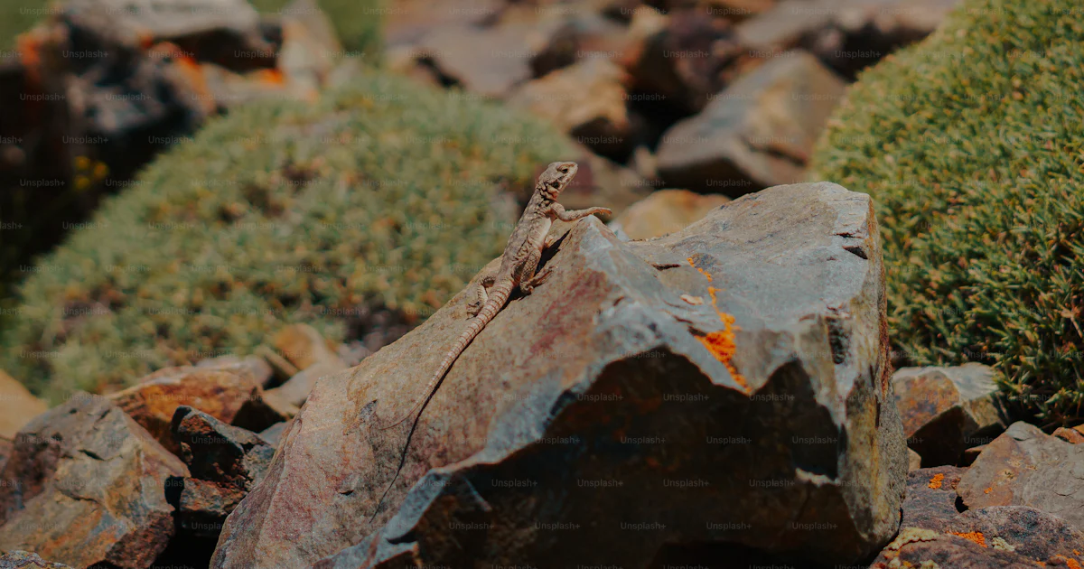Lizard on a rocky landscape - Photo on Unsplash+