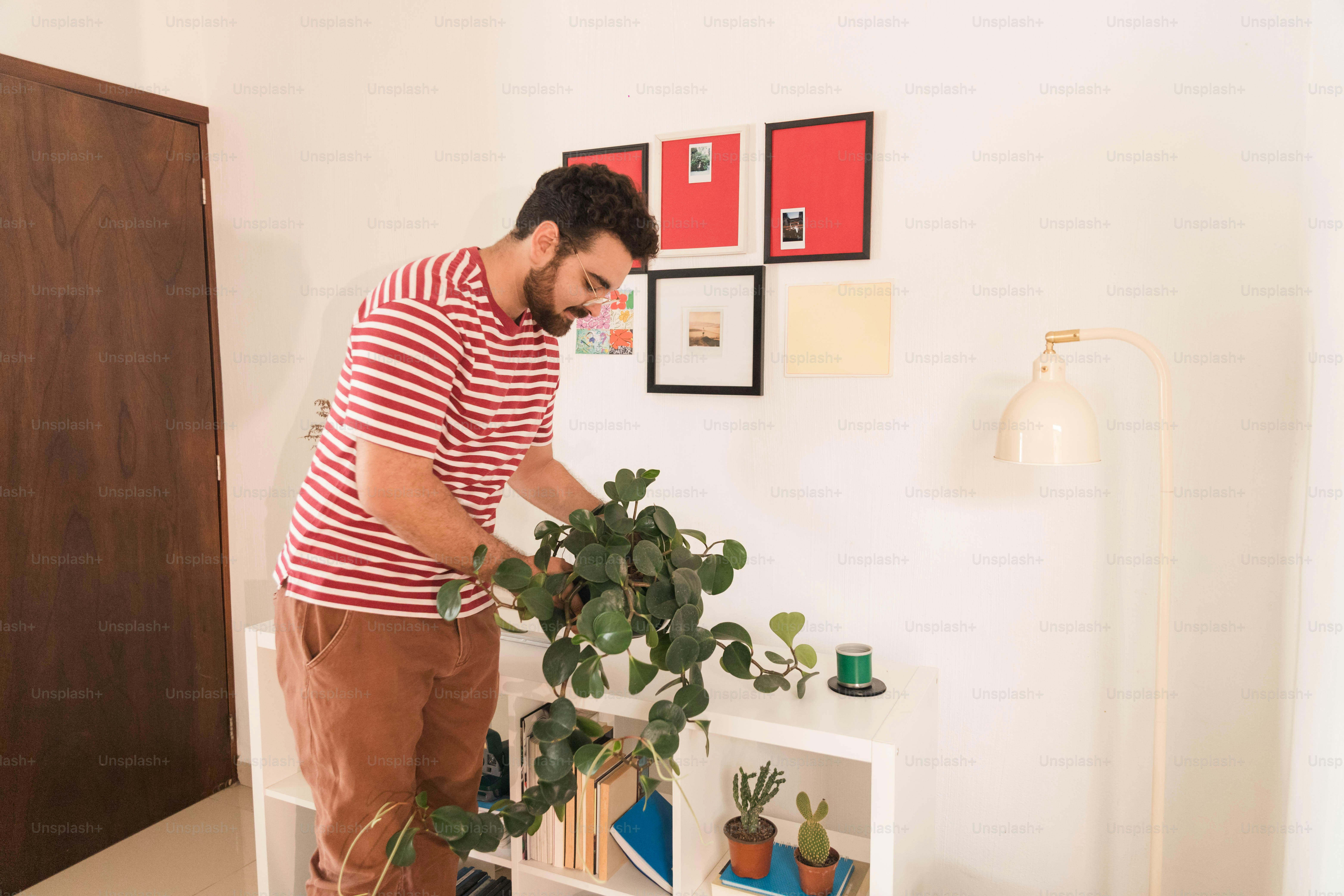A man in a striped shirt tending to a trailing plant on a shelf