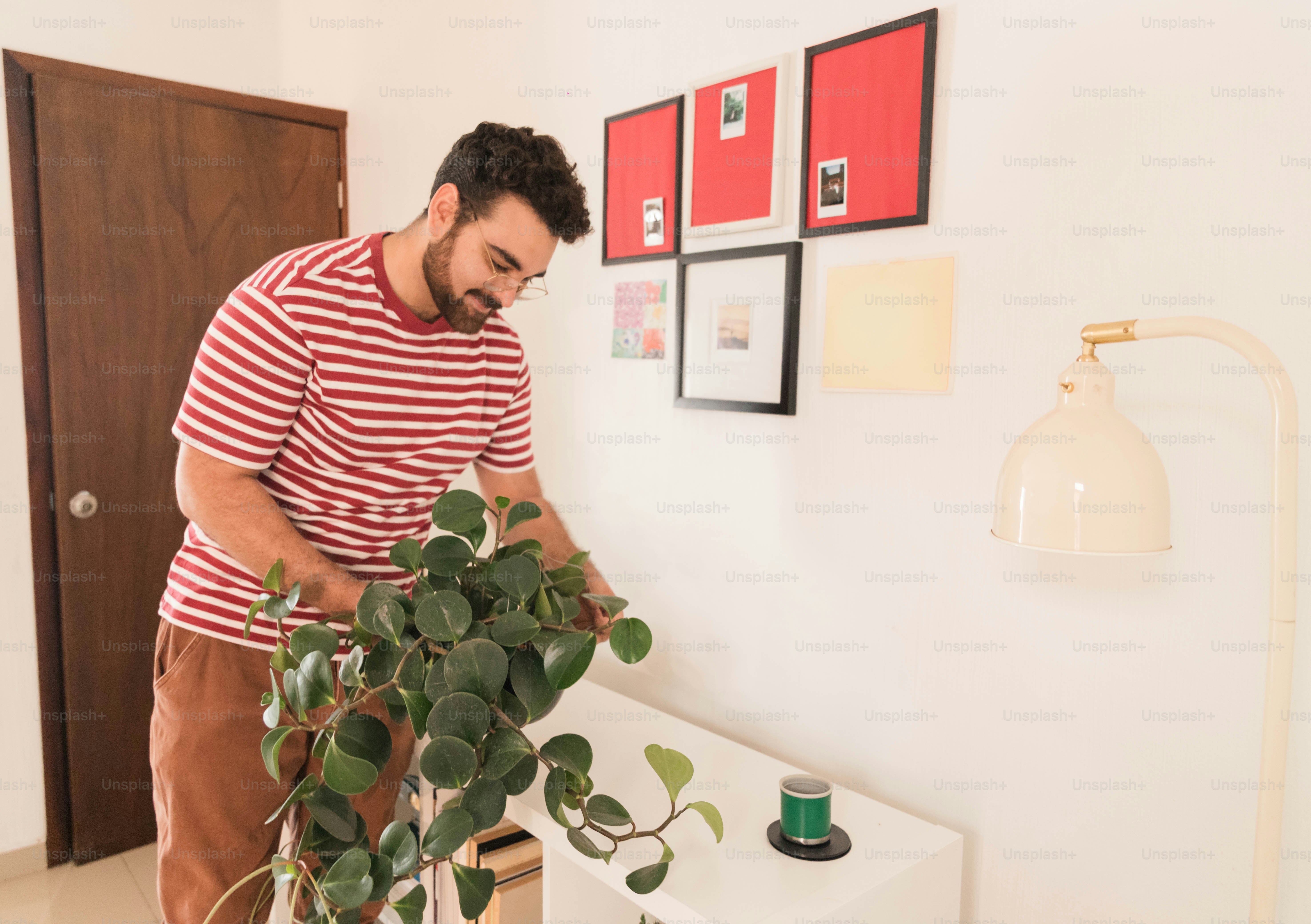 A man in a red striped shirt tending to a trailing plant indoors