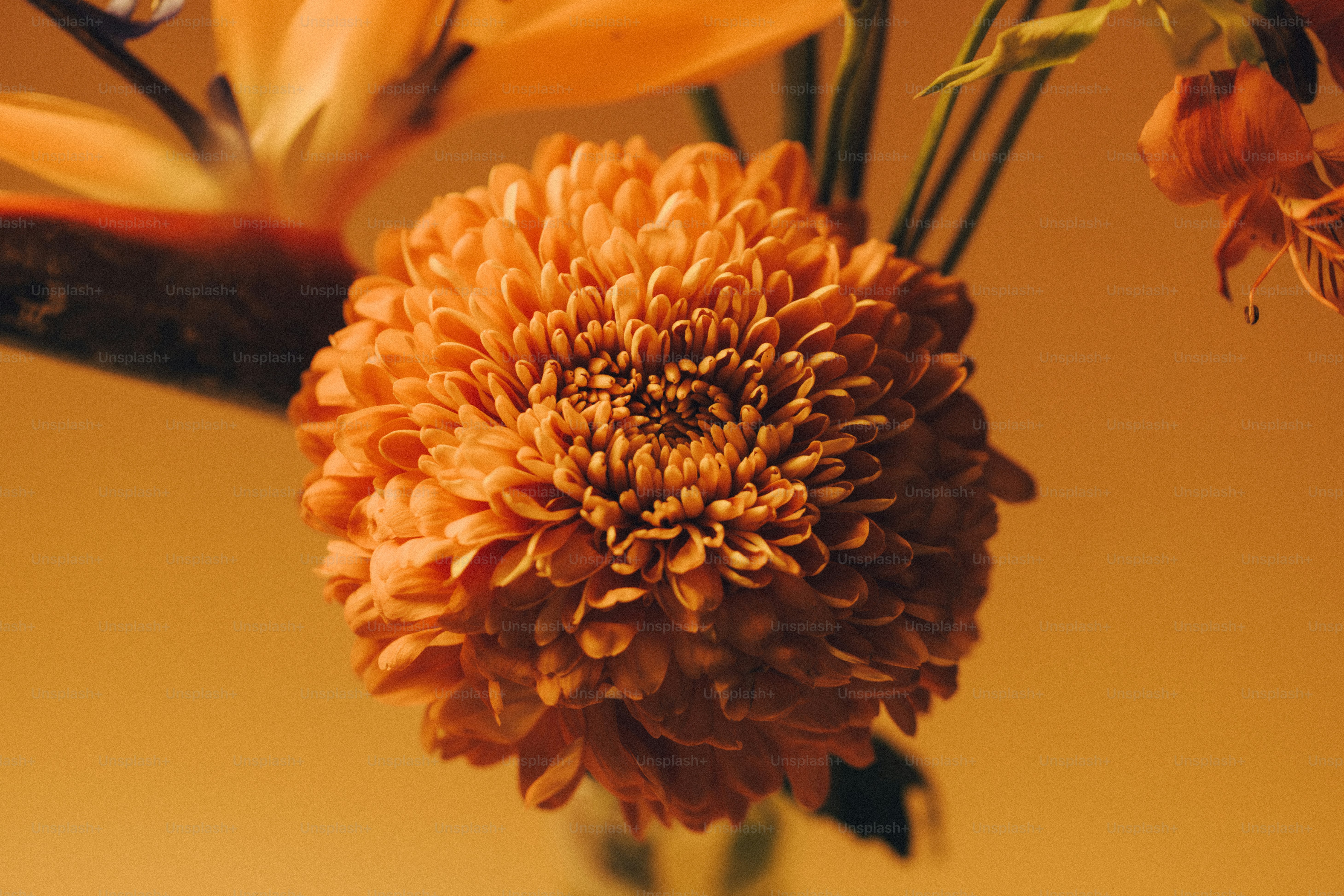 Una vibrante flor de crisantemo naranja en plena floración sobre un fondo cálido a juego