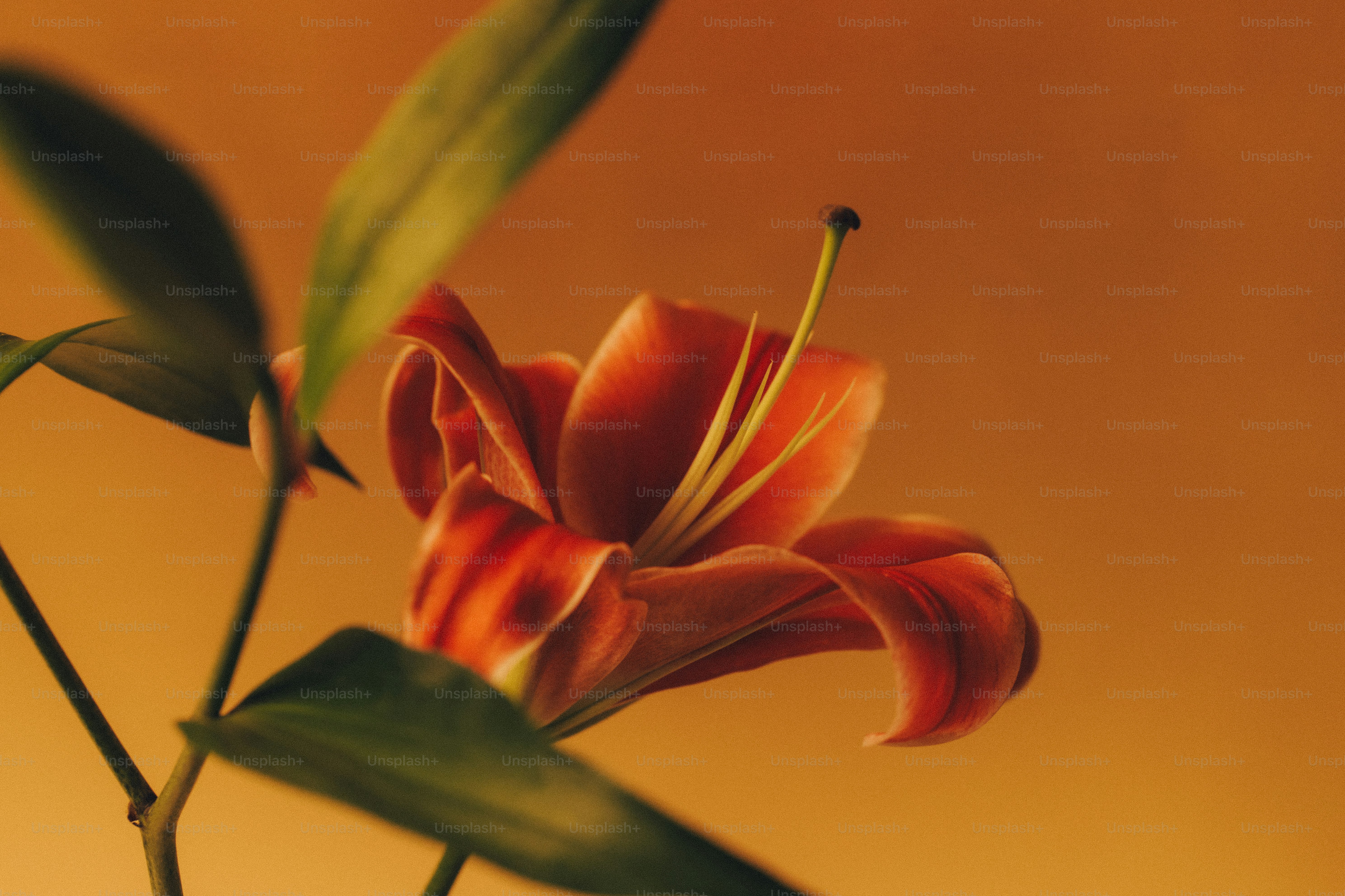 Una vibrante flor de lirio naranja con largos estambres sobre un cálido fondo dorado