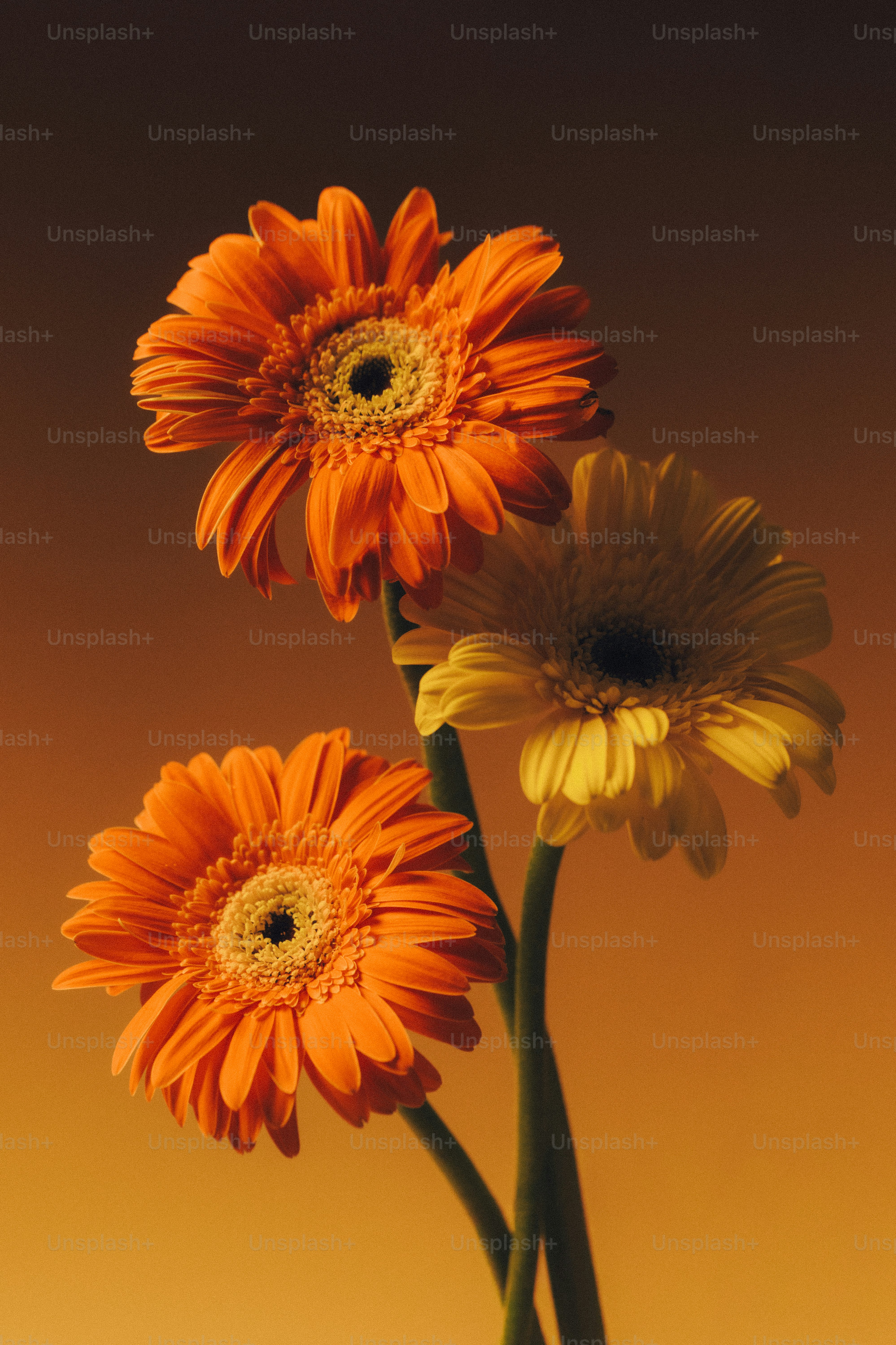 Two orange and one yellow gerbera daisy flowers against a warm gradient background